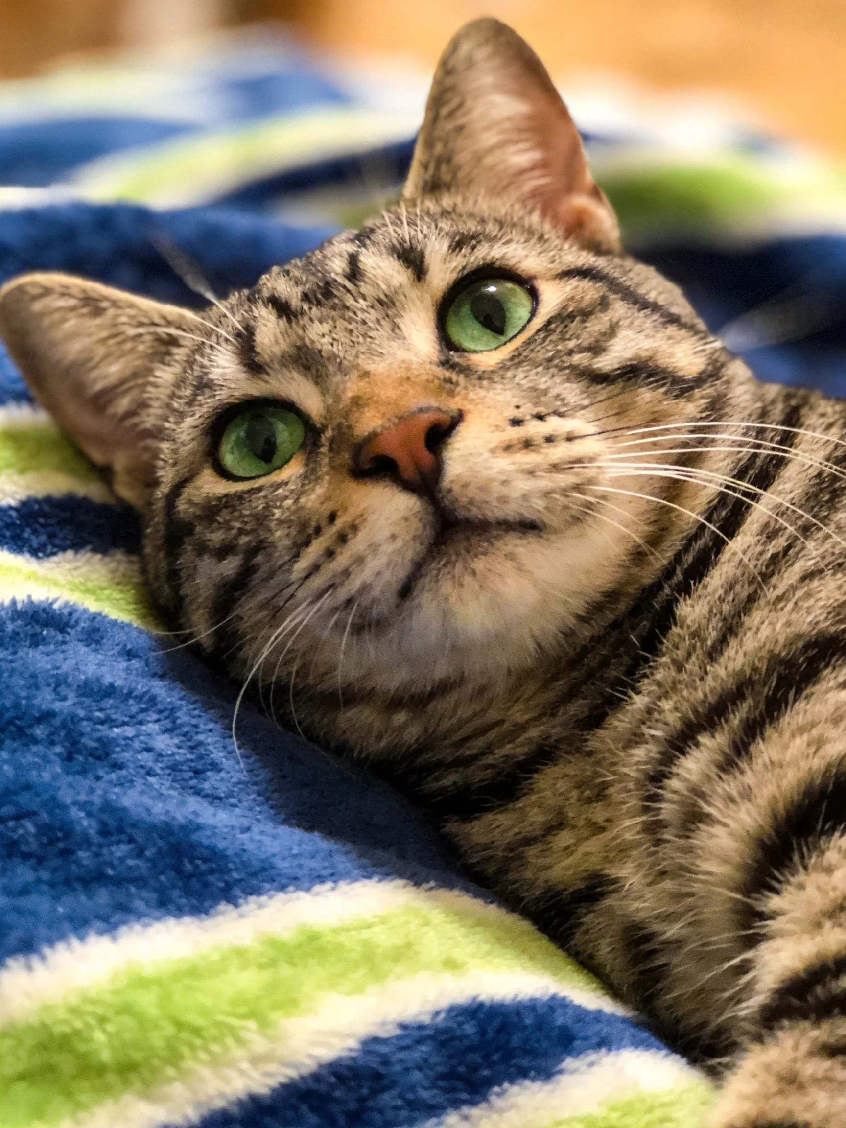 A tabby cat with green eyes rests on a colorful striped towel.
