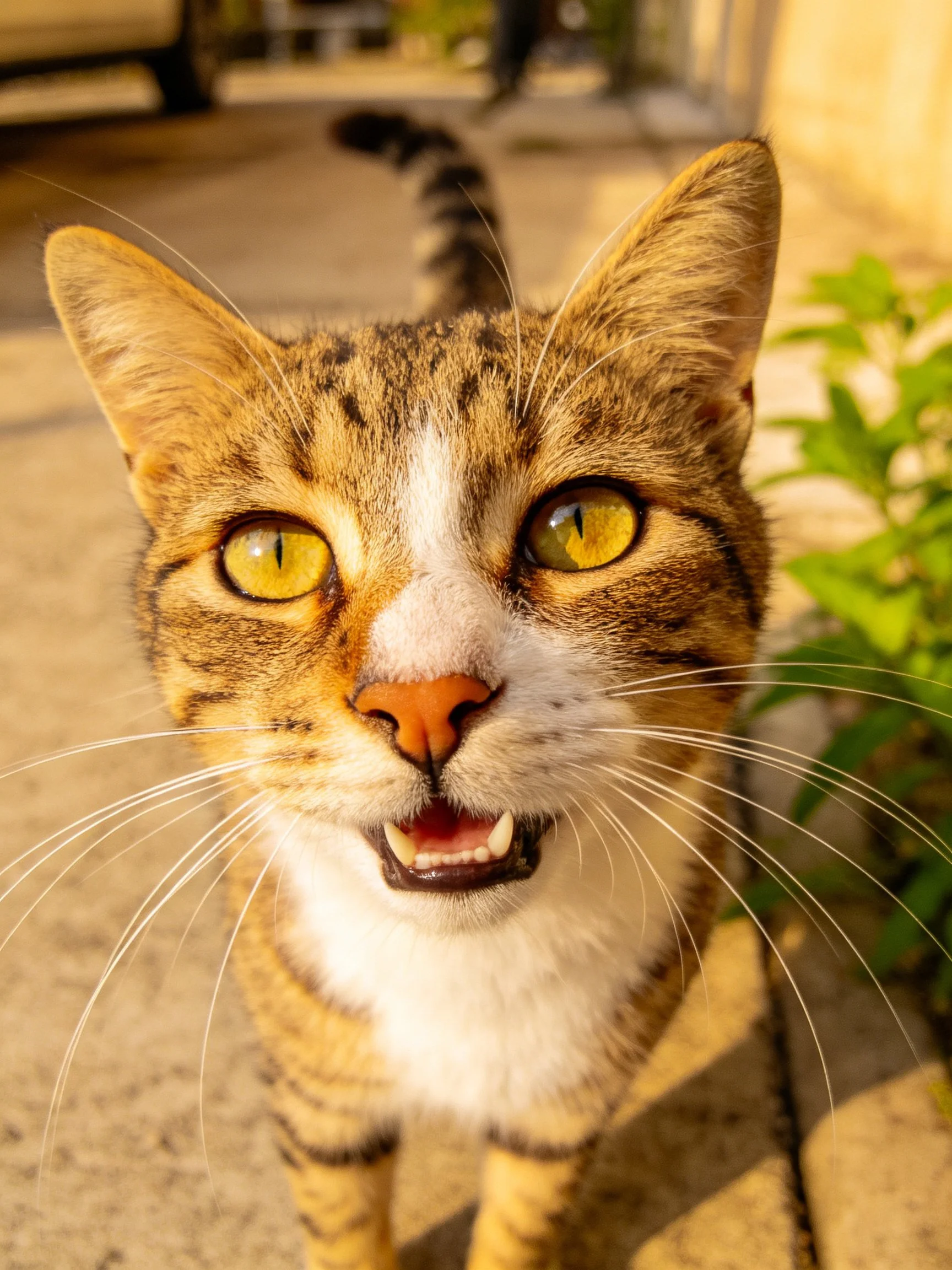 A tabby cat with bright yellow eyes stands outdoors near greenery.