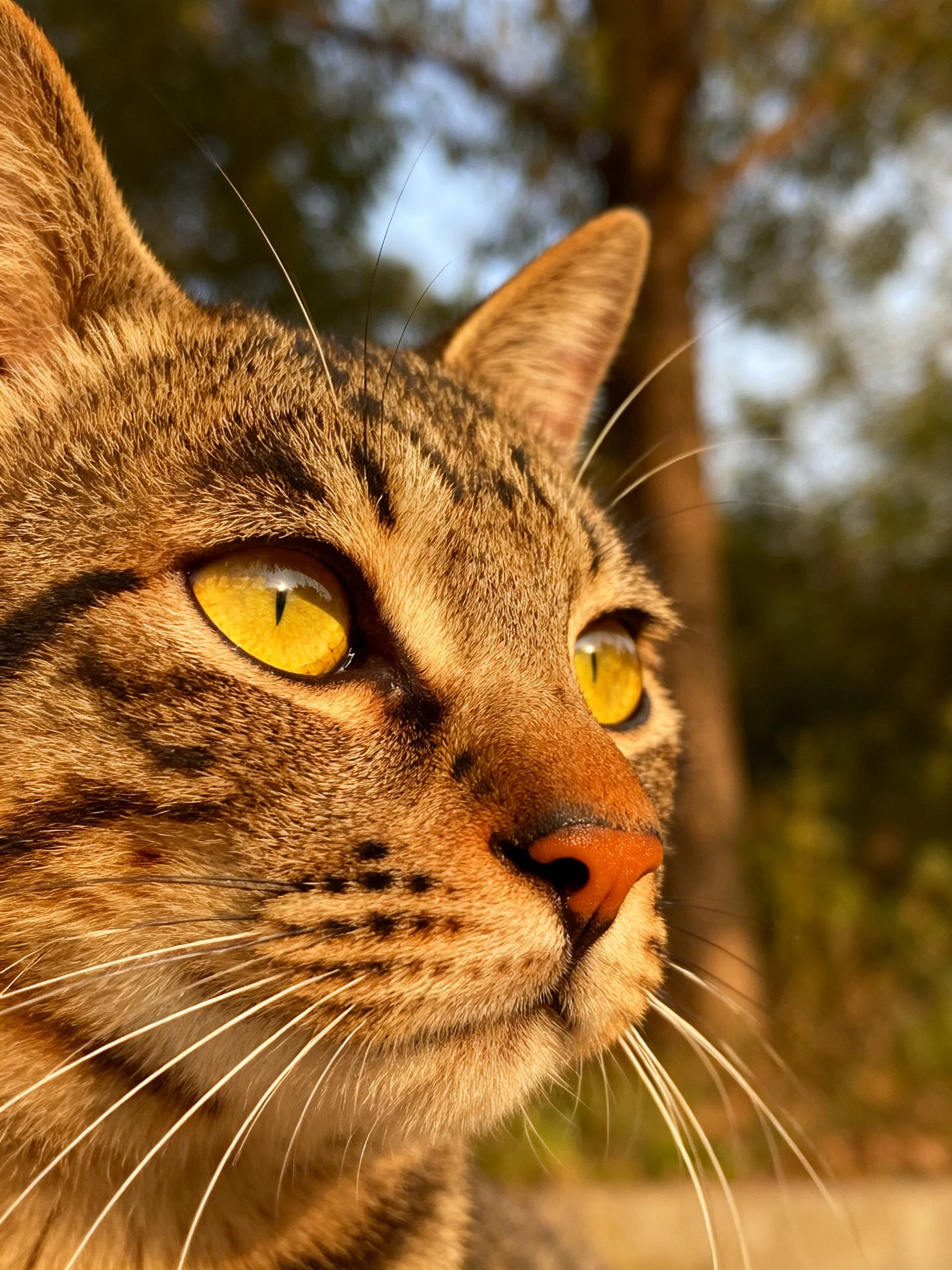 A tabby cat with bright yellow eyes is shown in an outdoor tree setting.