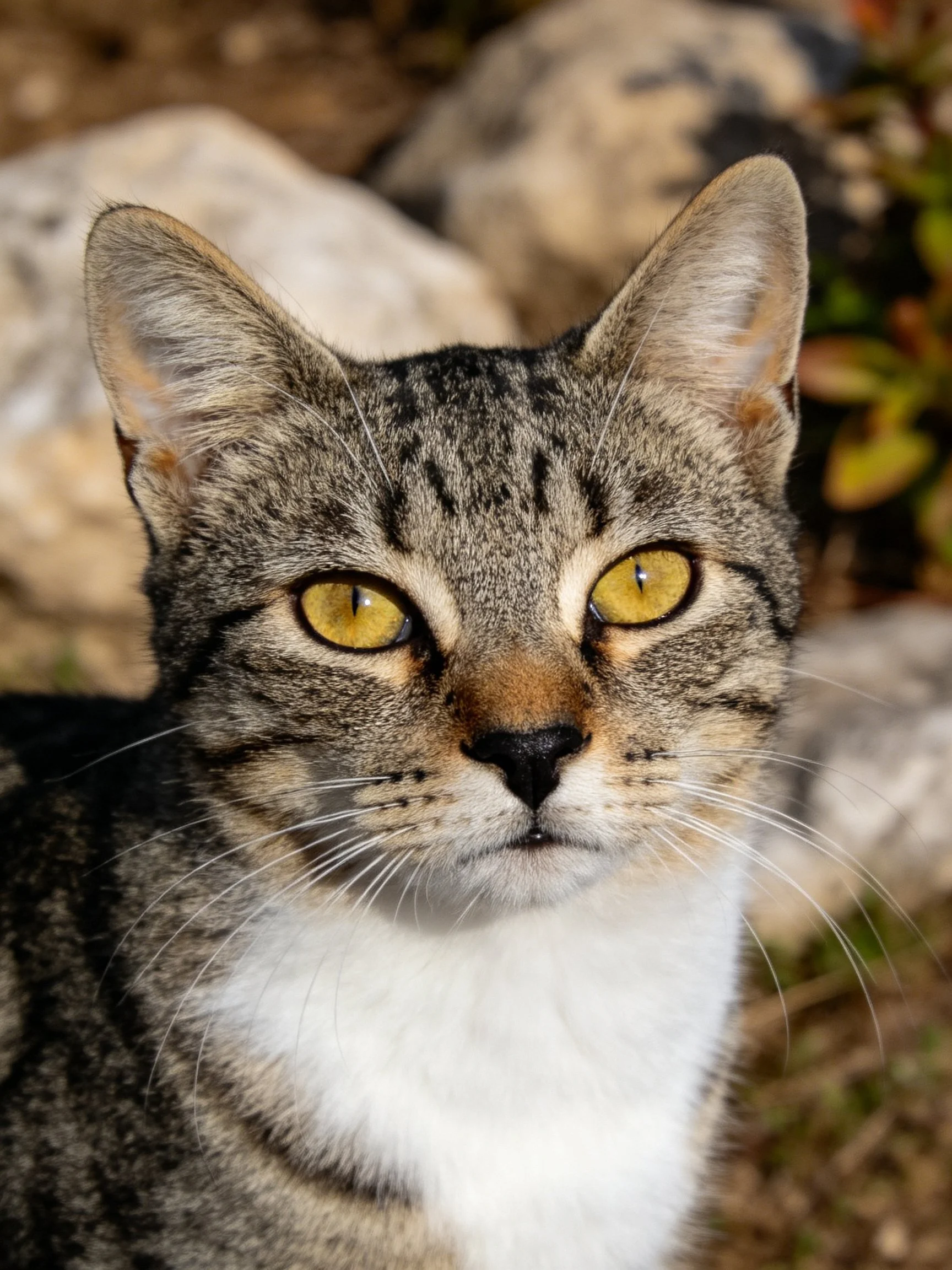 A tabby cat with striking yellow eyes is near rocks in an outdoor setting.