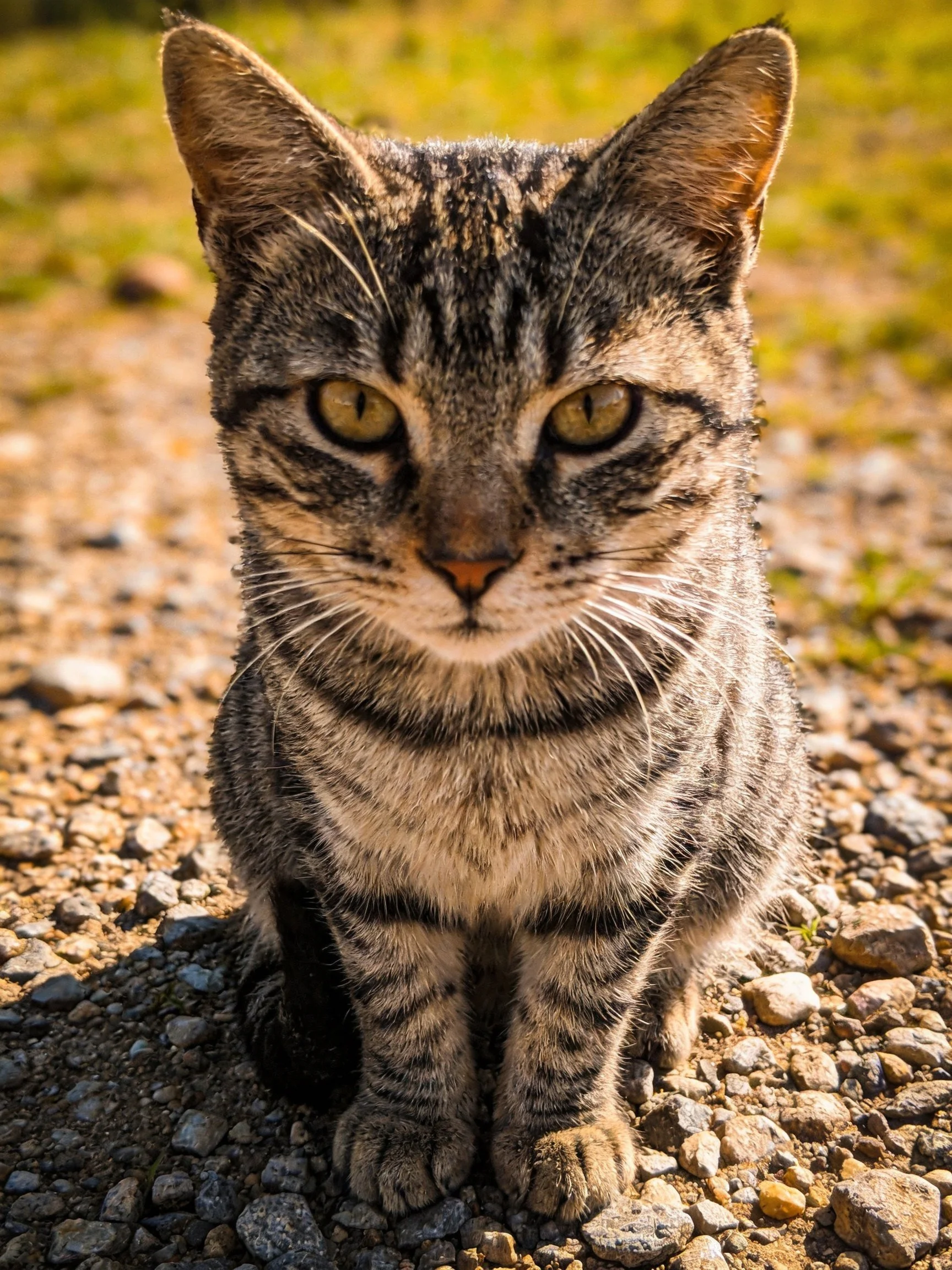 A tabby cat with distinct stripes sits on gravel outdoors
