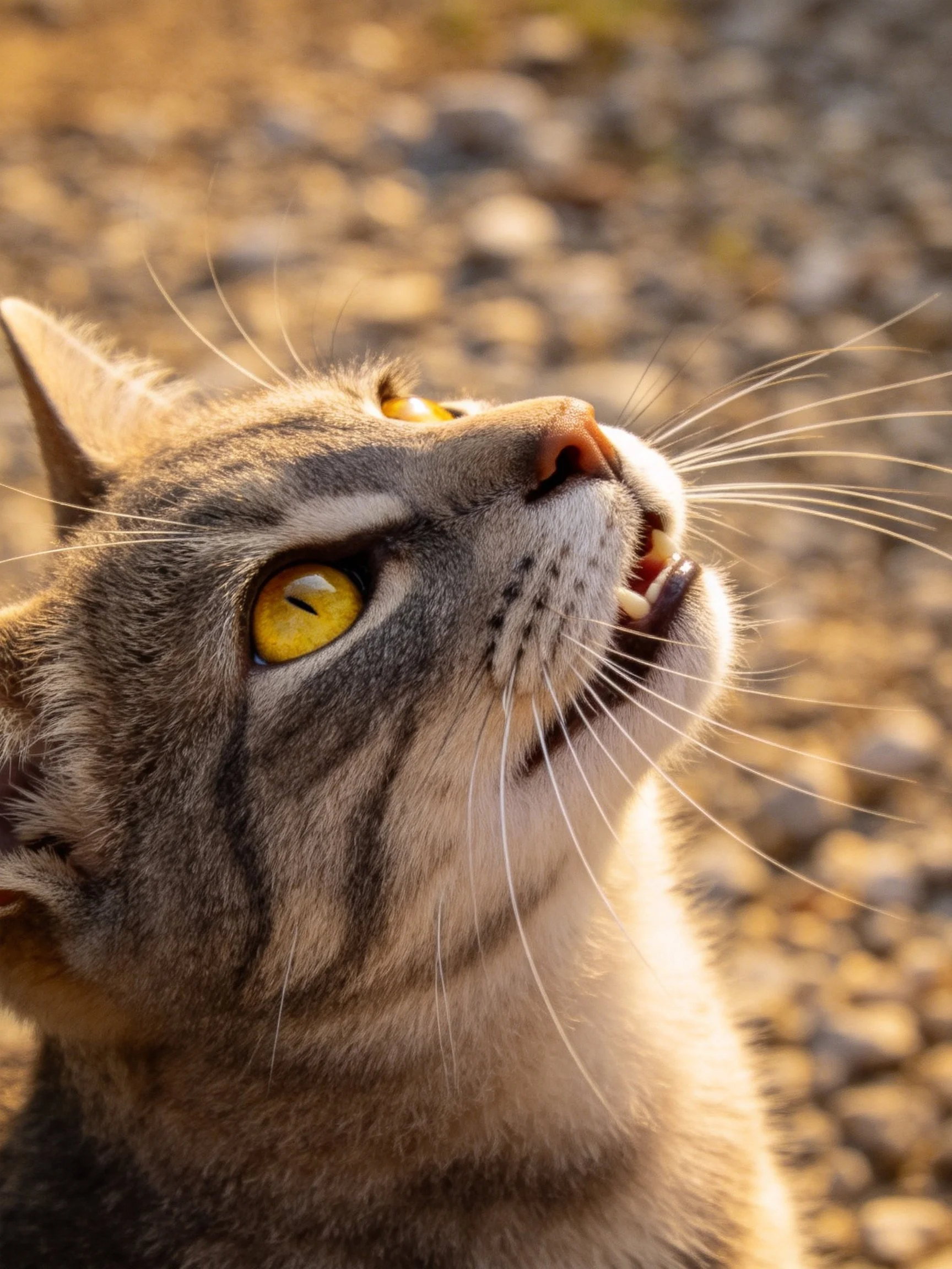 A tabby cat with golden eyes gazes upward against a gravel backdrop