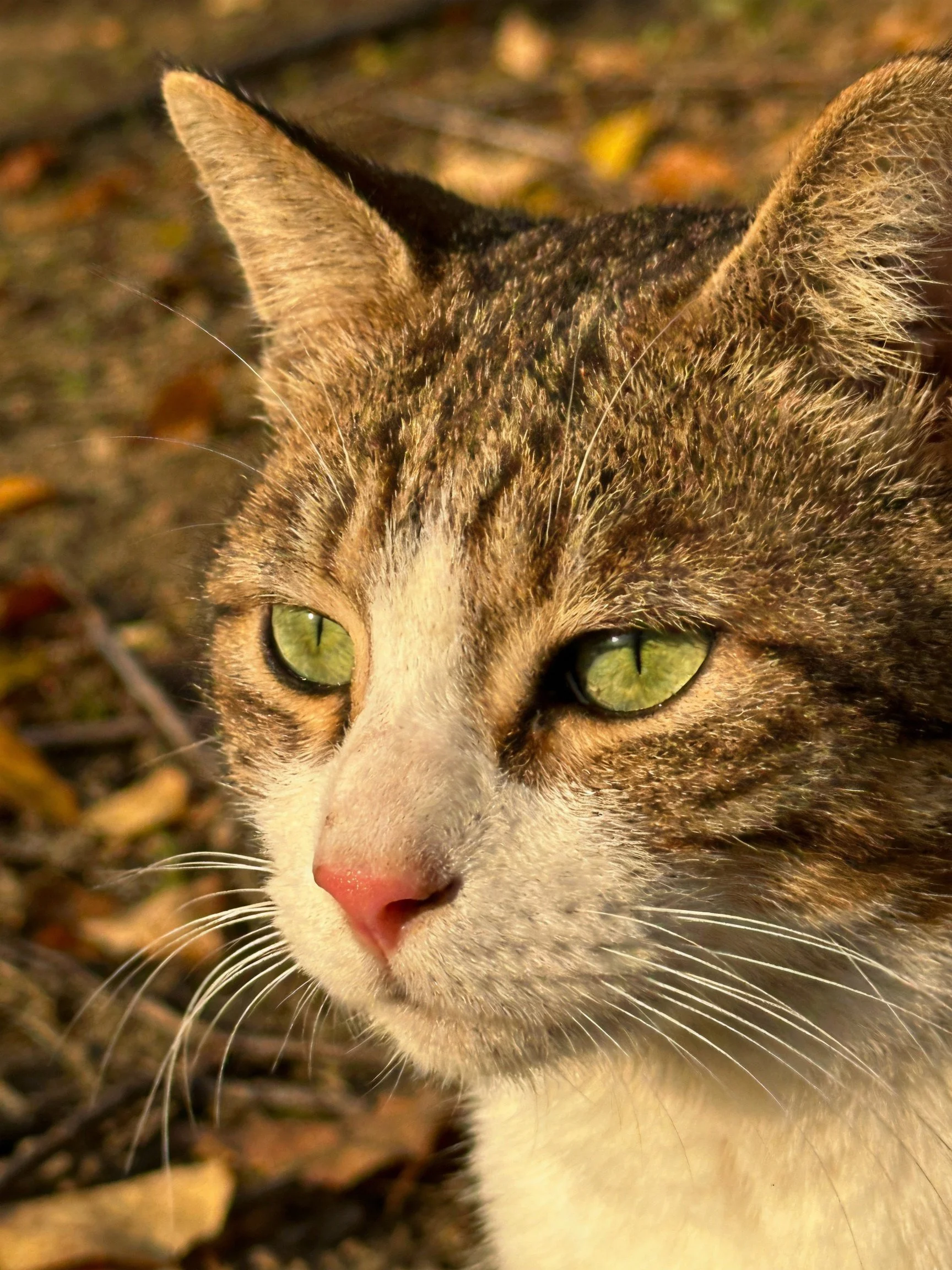 A tabby cat with green eyes is shown up close near autumn leaves.
