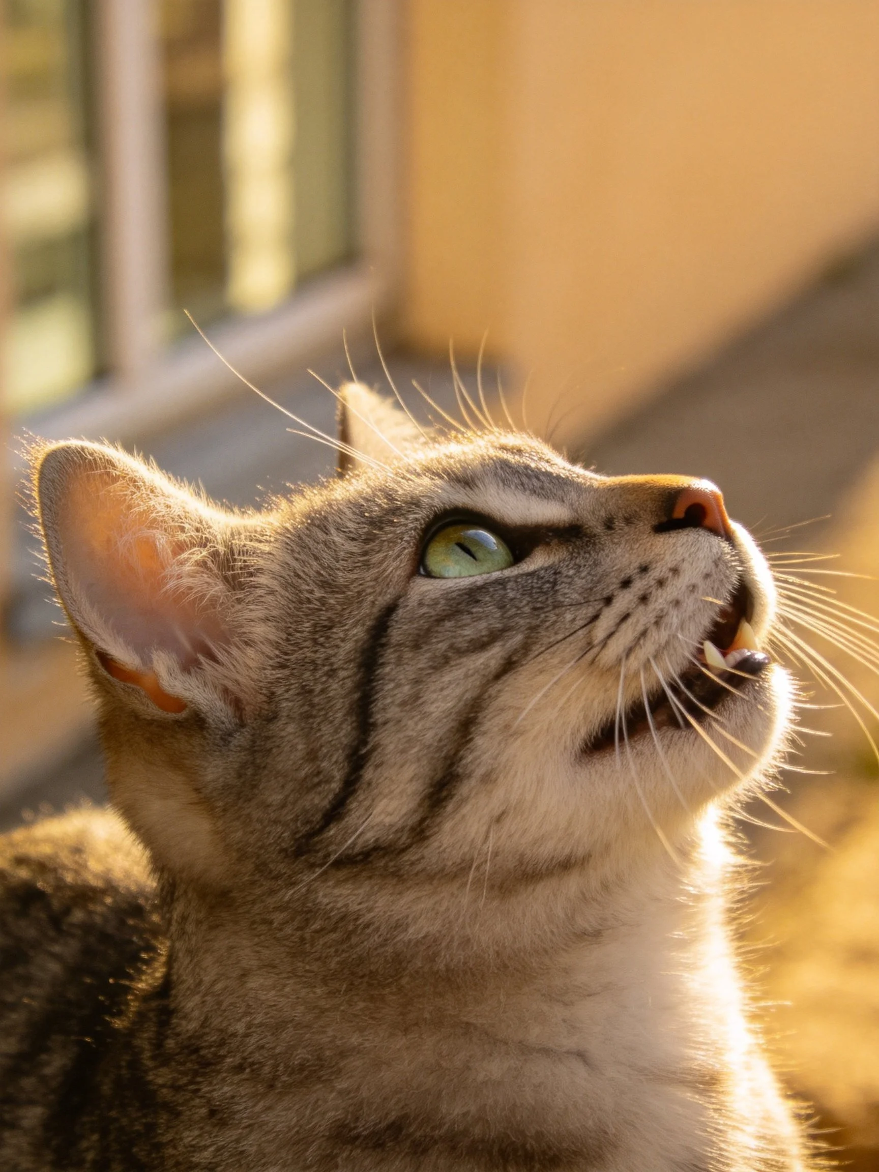 A tabby cat with green eyes gazes upward in warm sunlight