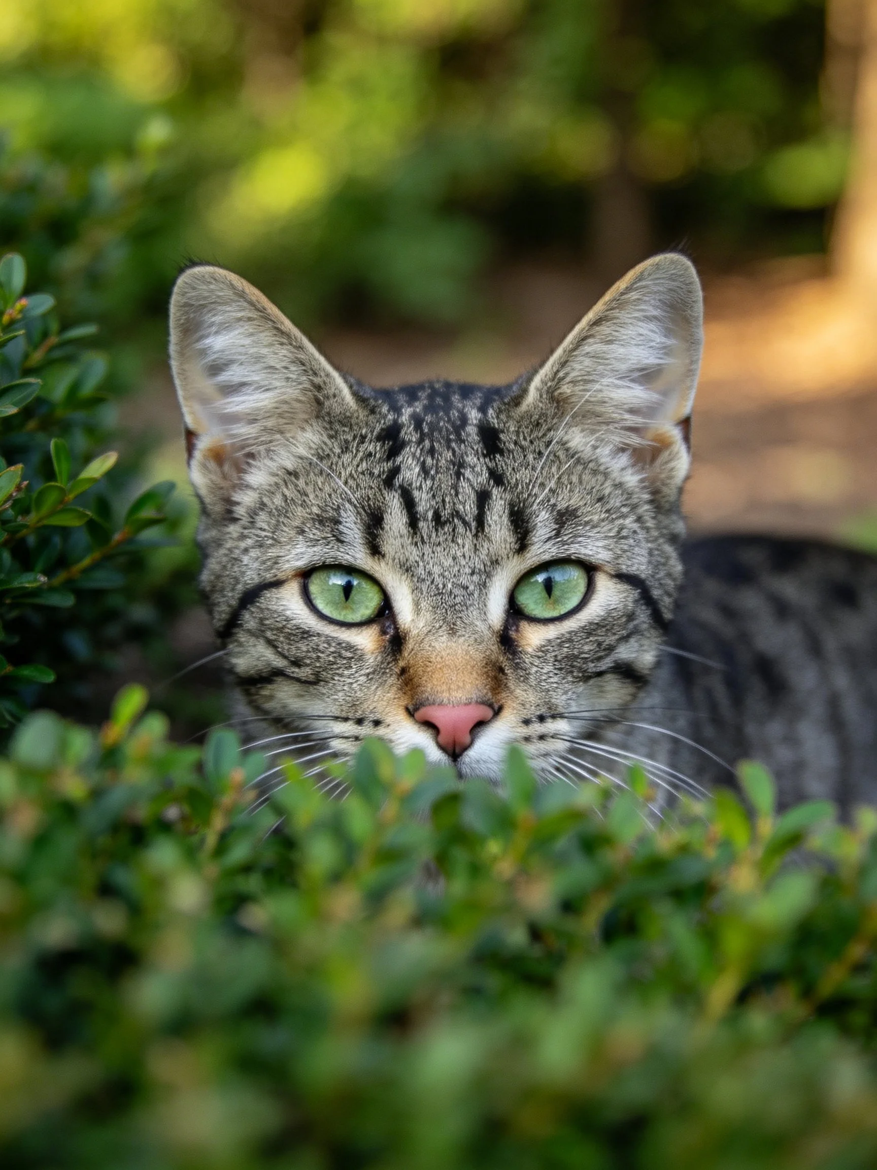 A tabby cat with green eyes peeks from lush green foliage.