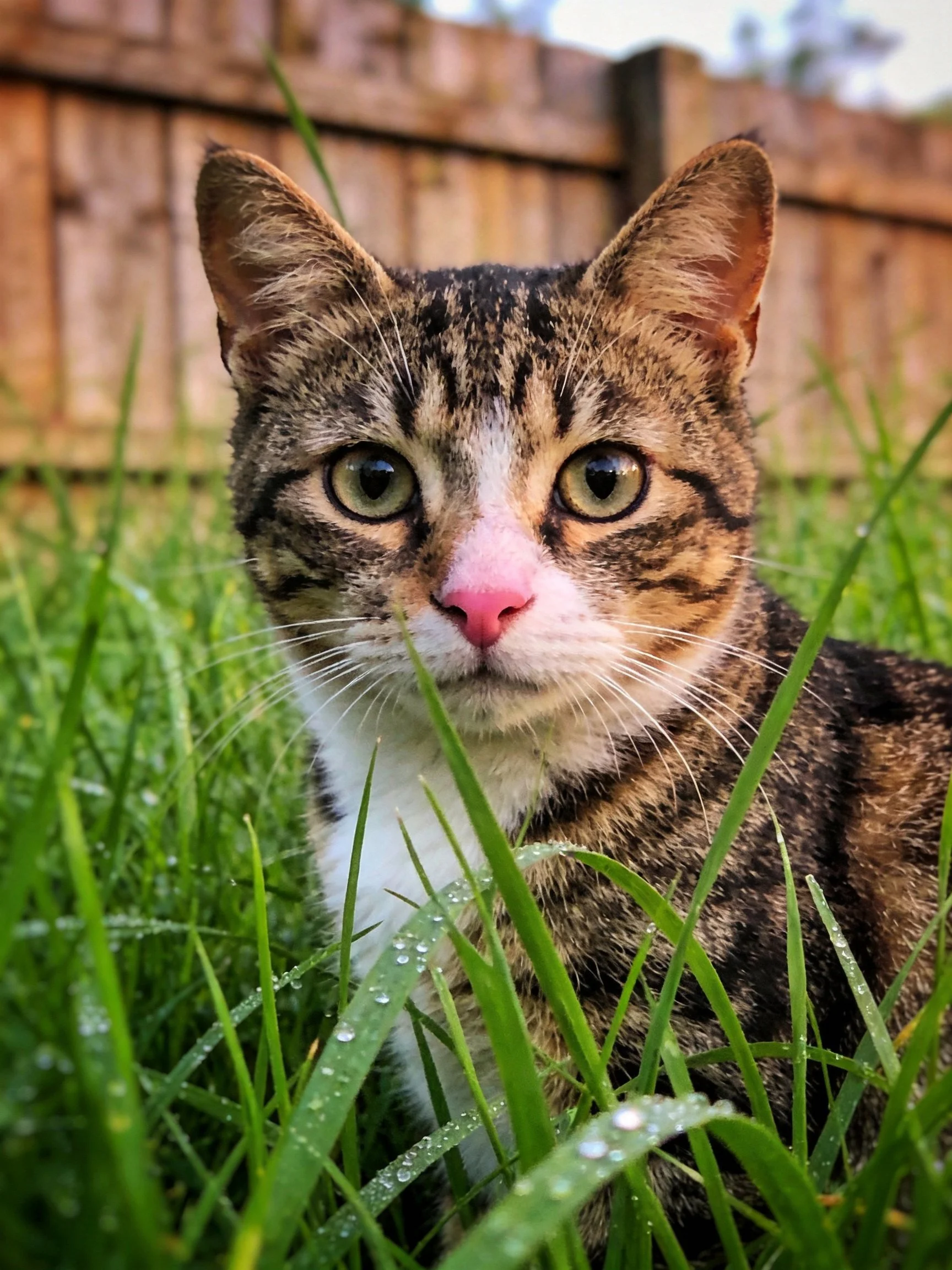 A tabby cat with green eyes sits among dewy grass near a wooden fence