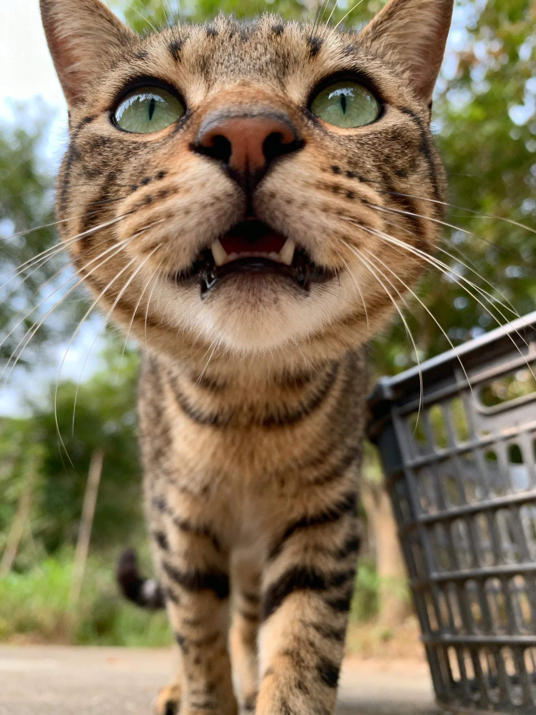A tabby cat with green eyes stands near a black basket in an outdoor environment.