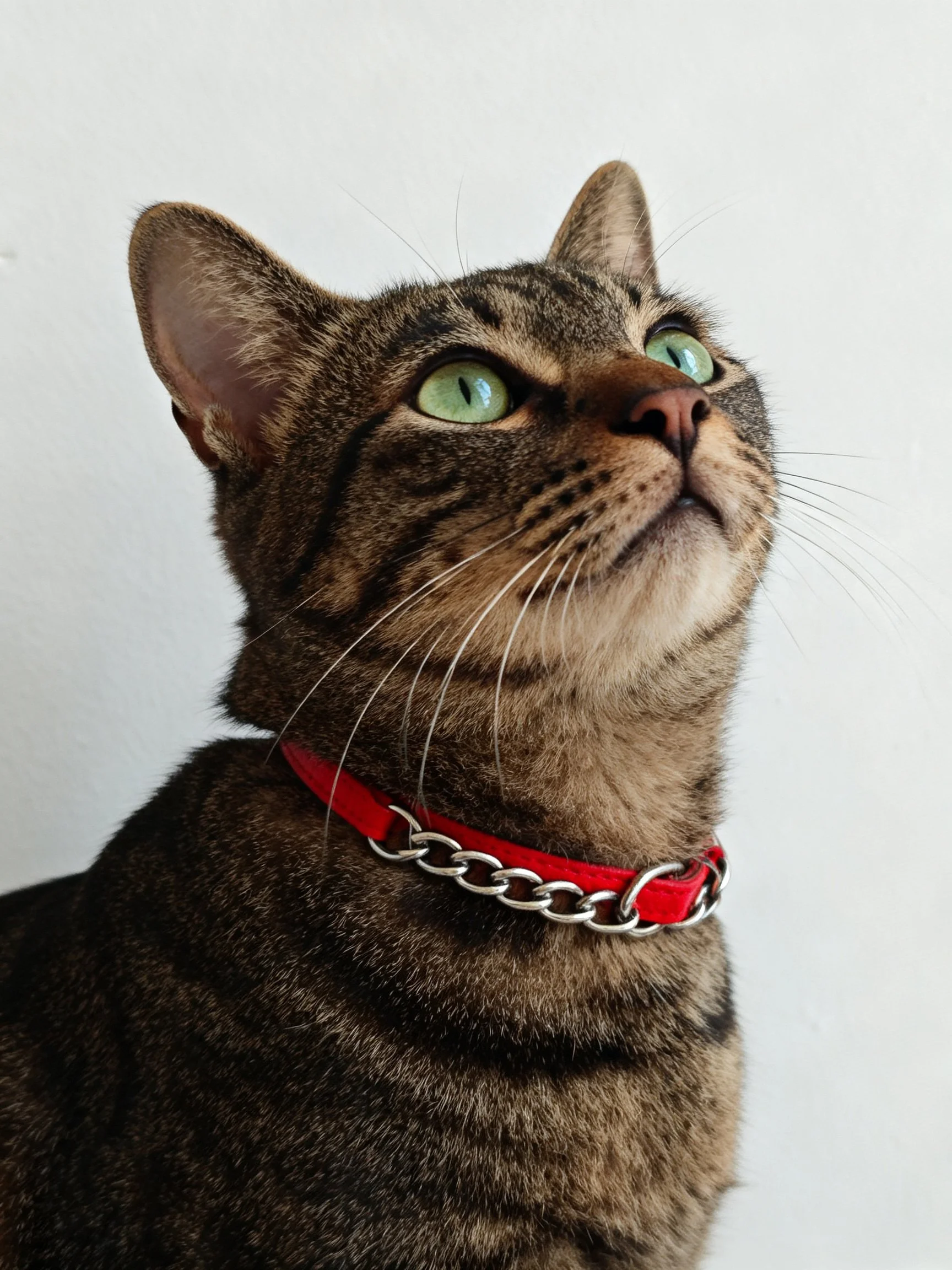 A tabby cat with green eyes wears a red collar with silver chain