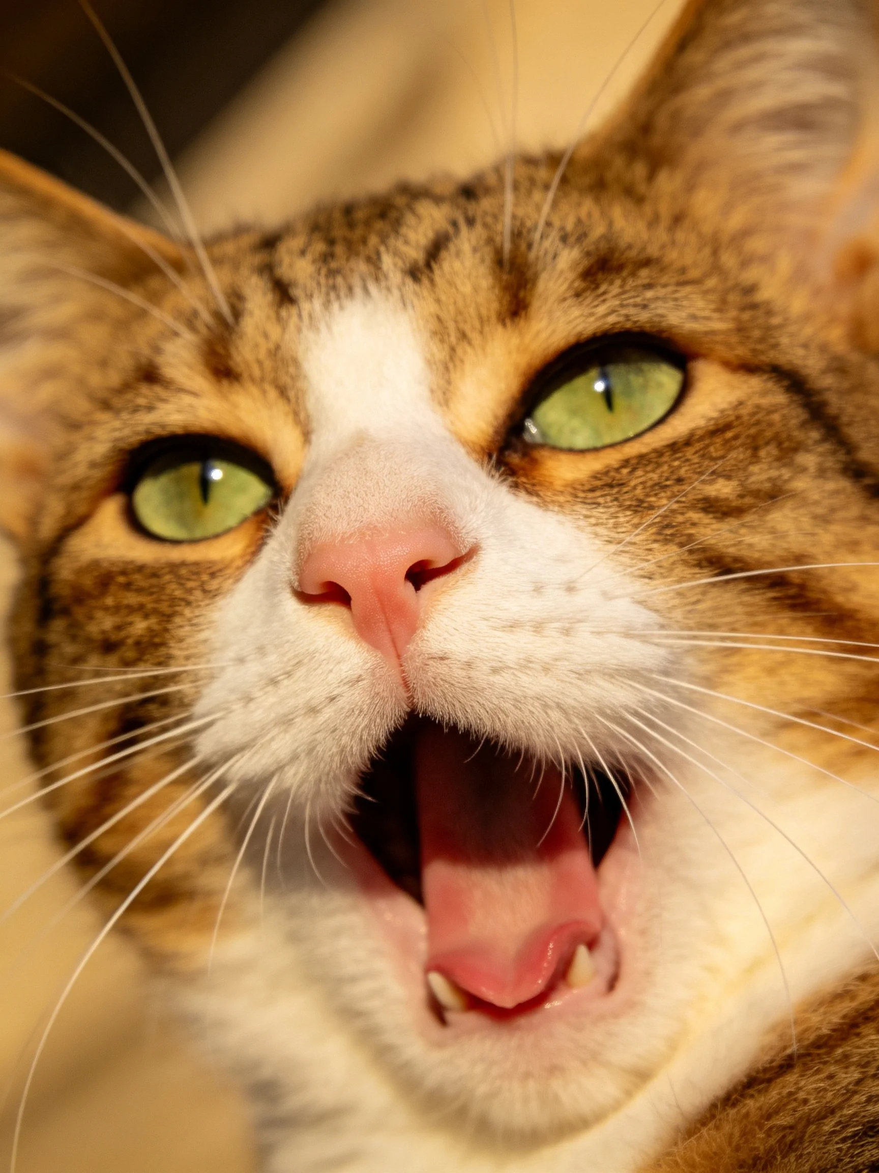A tabby cat with green eyes yawning widely, pink nose and white markings