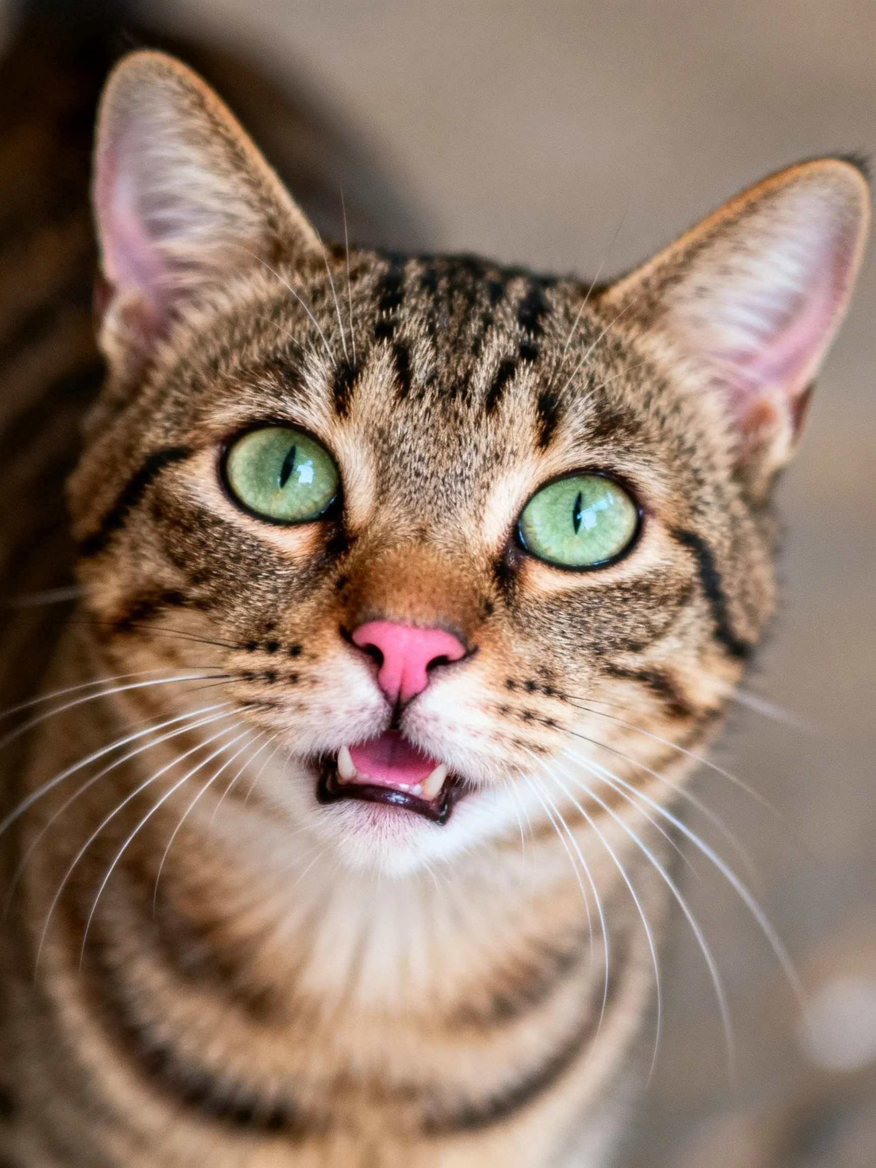 A tabby cat with vivid green eyes and pink nose