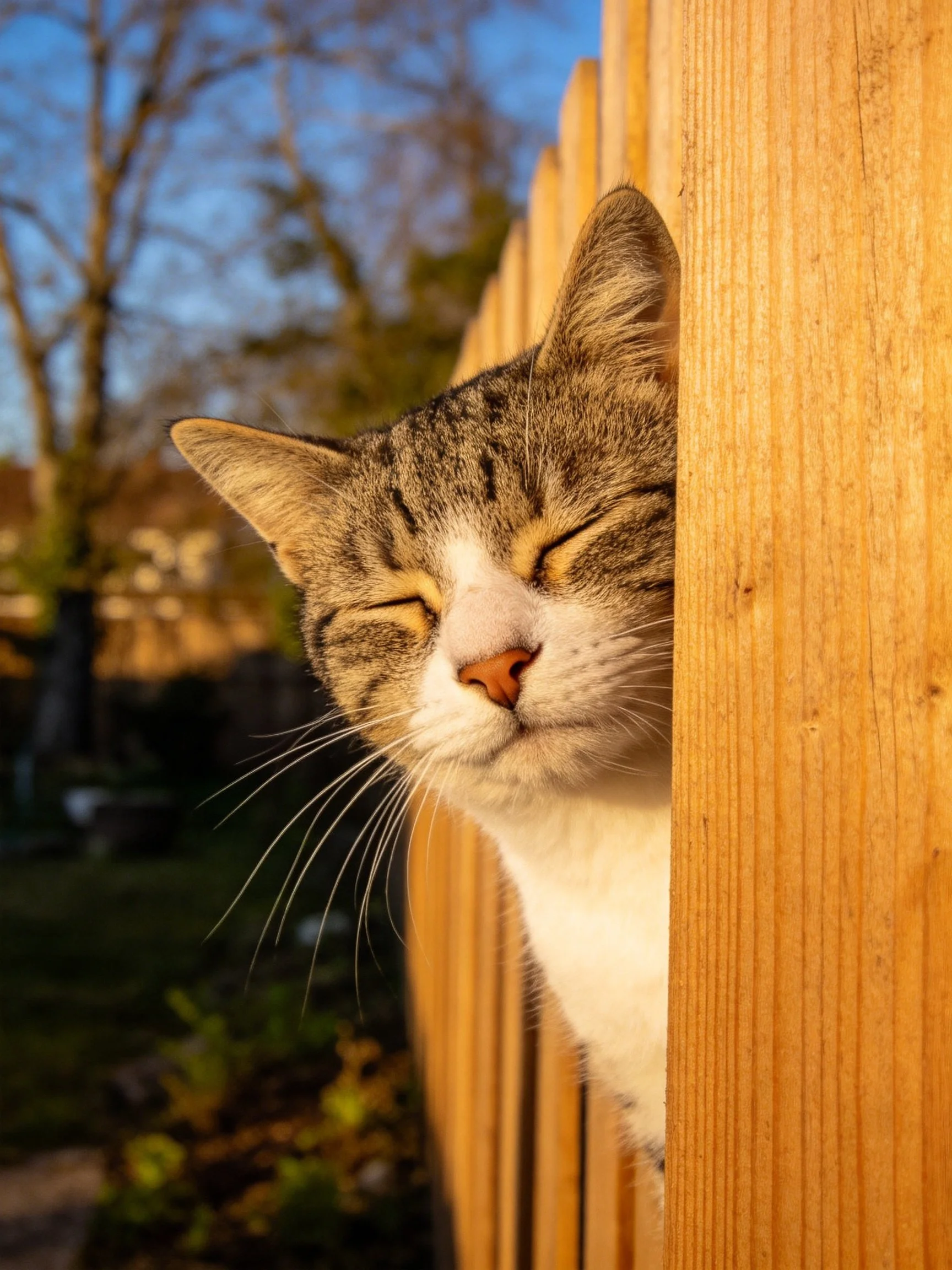 A tabby cat with white chest peeks from a wooden fence in golden sunlight