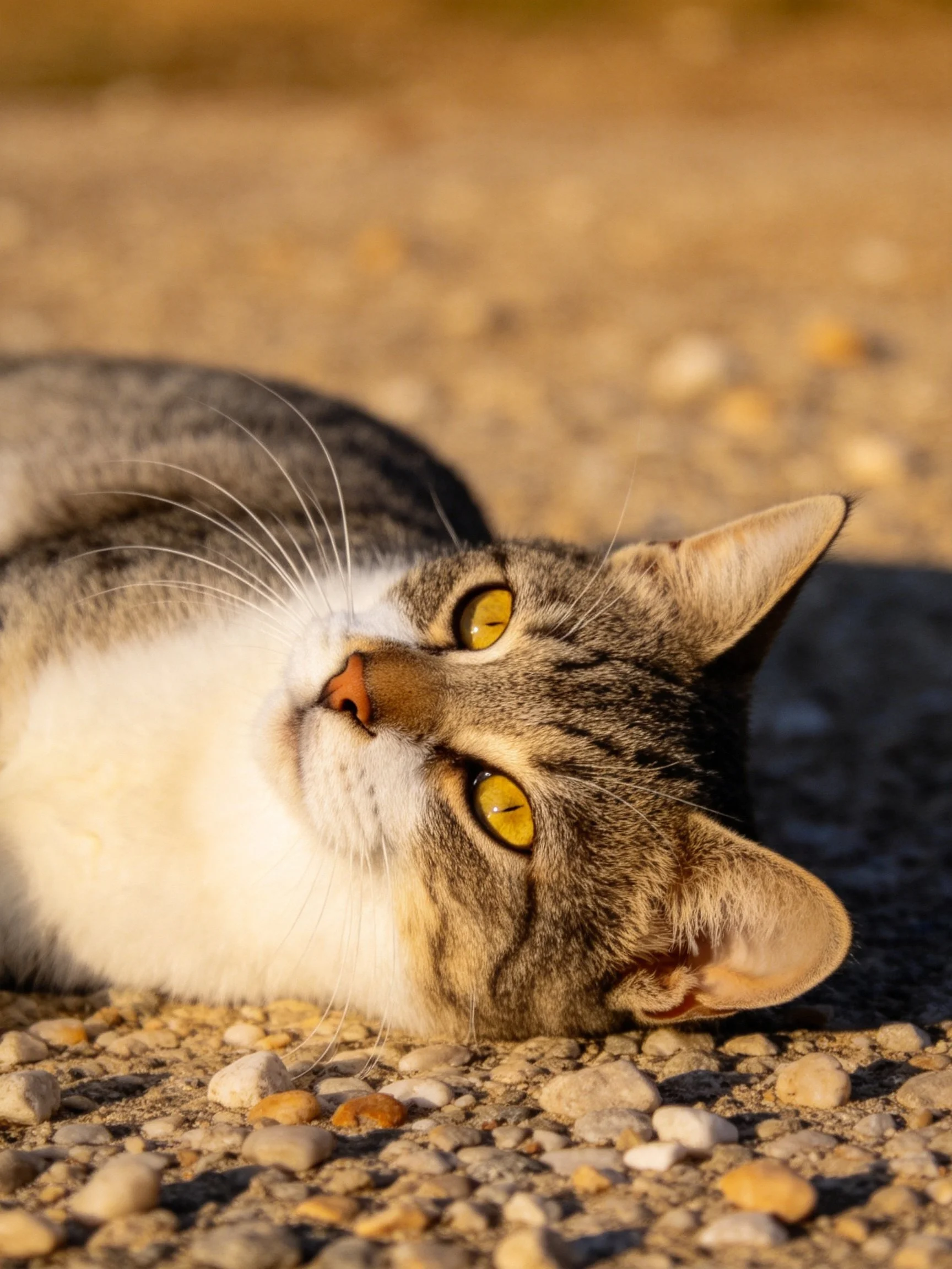 A tabby cat with yellow eyes rests on small pebbles