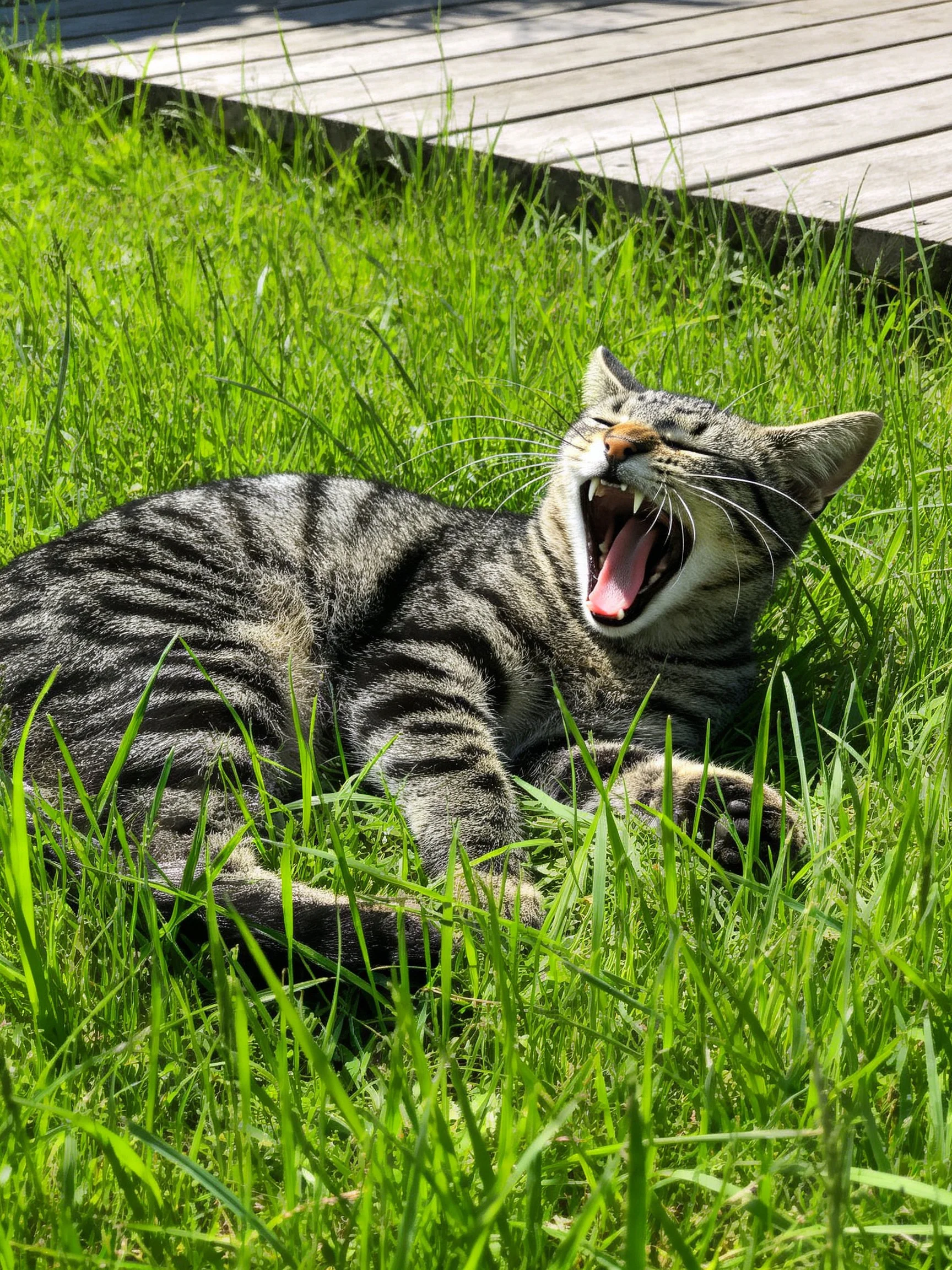 A tabby cat yawning in lush green grass near wooden planks