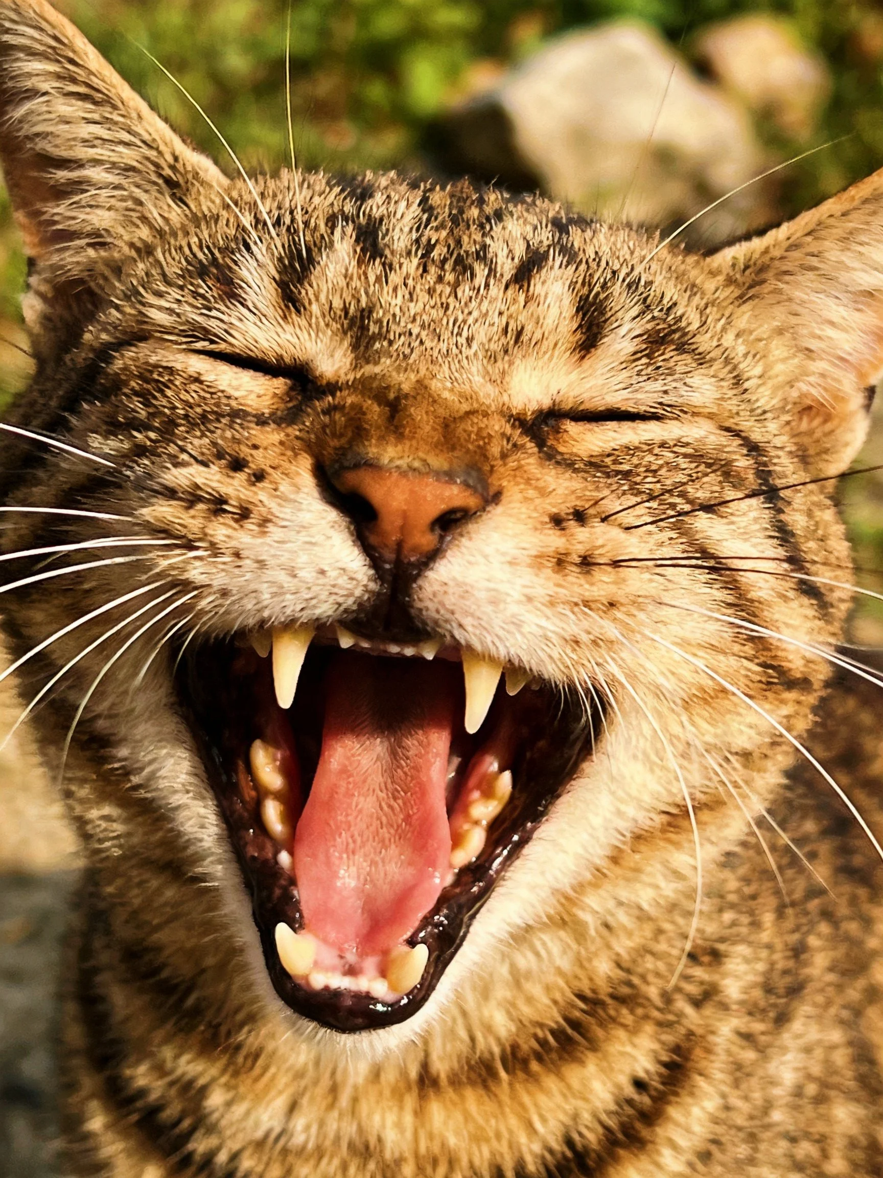 A tabby cat yawning widely outdoors