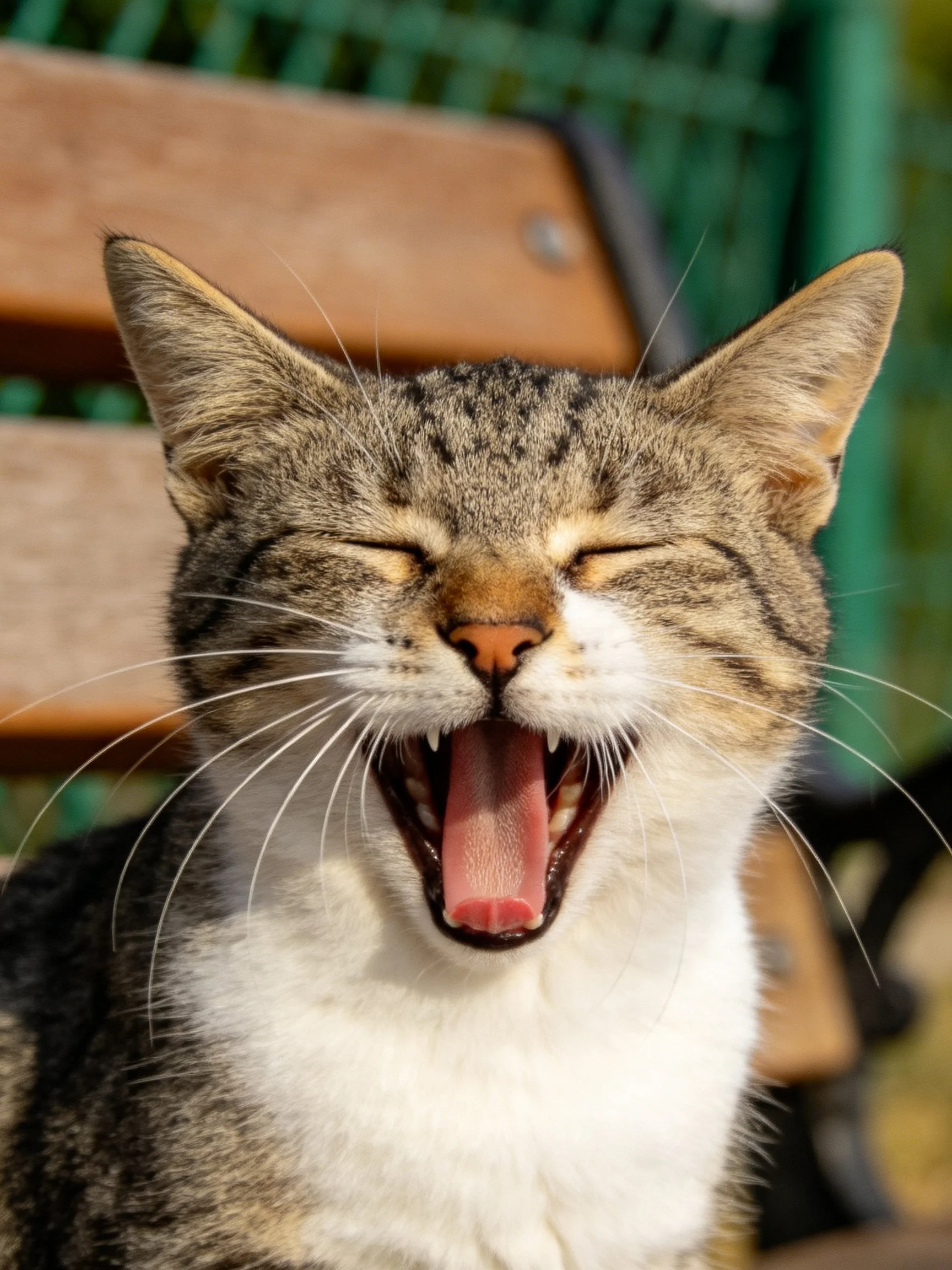 A tabby cat yawning with closed eyes on a wooden bench