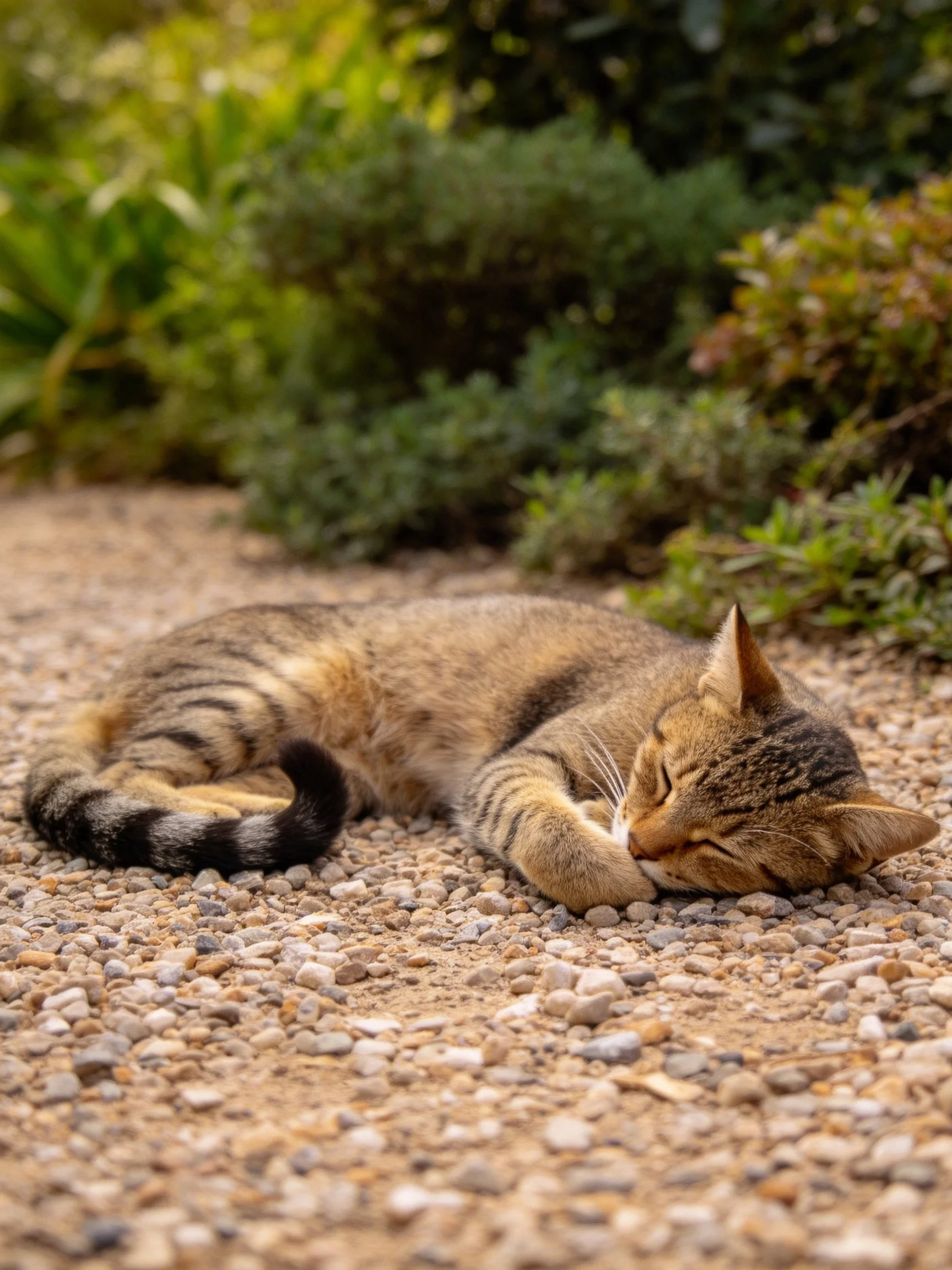 A tan tabby cat resting on gravel near green shrubs