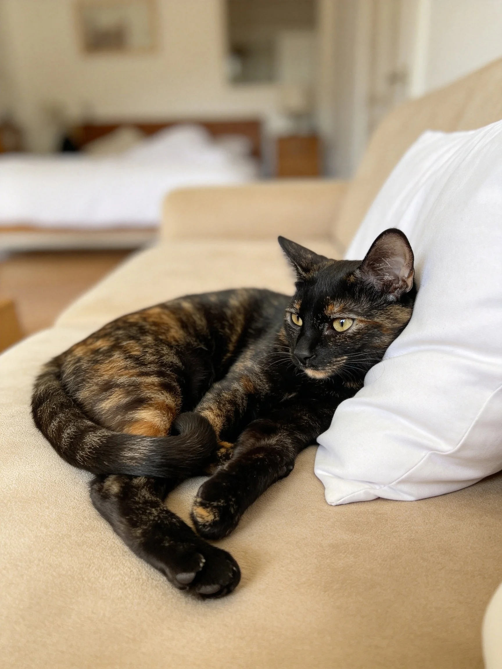 A tortoiseshell cat lounges on a beige couch beside a white pillow
