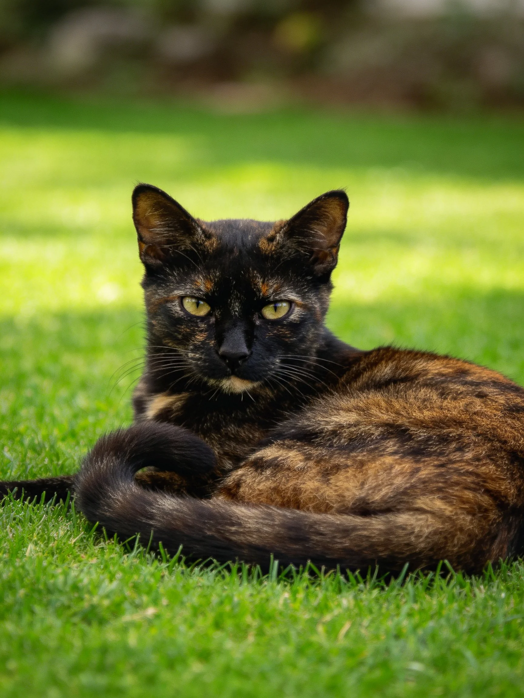 A tortoiseshell cat rests on lush green grass