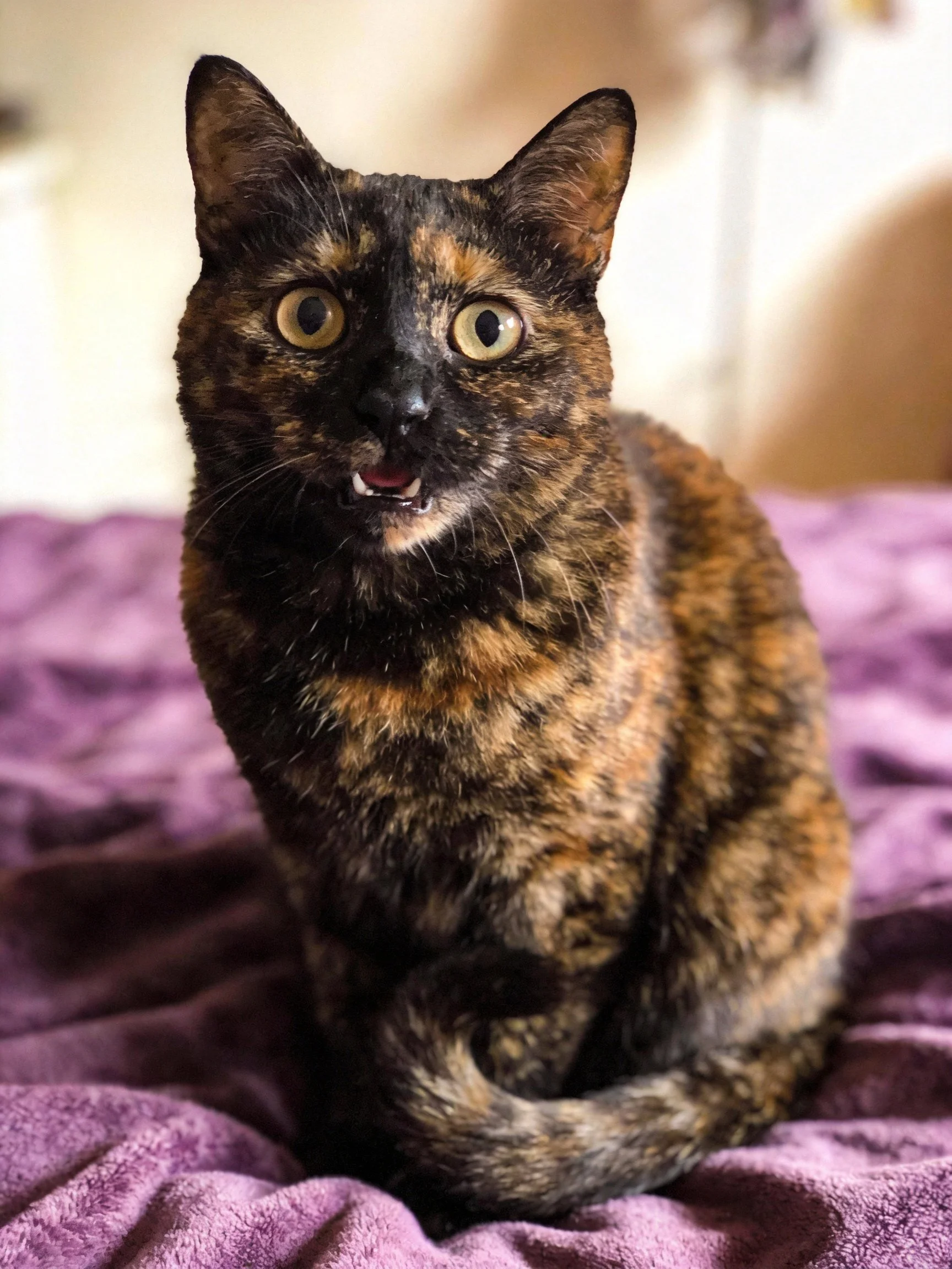 An alert tortoiseshell cat rests on a soft purple blanket.