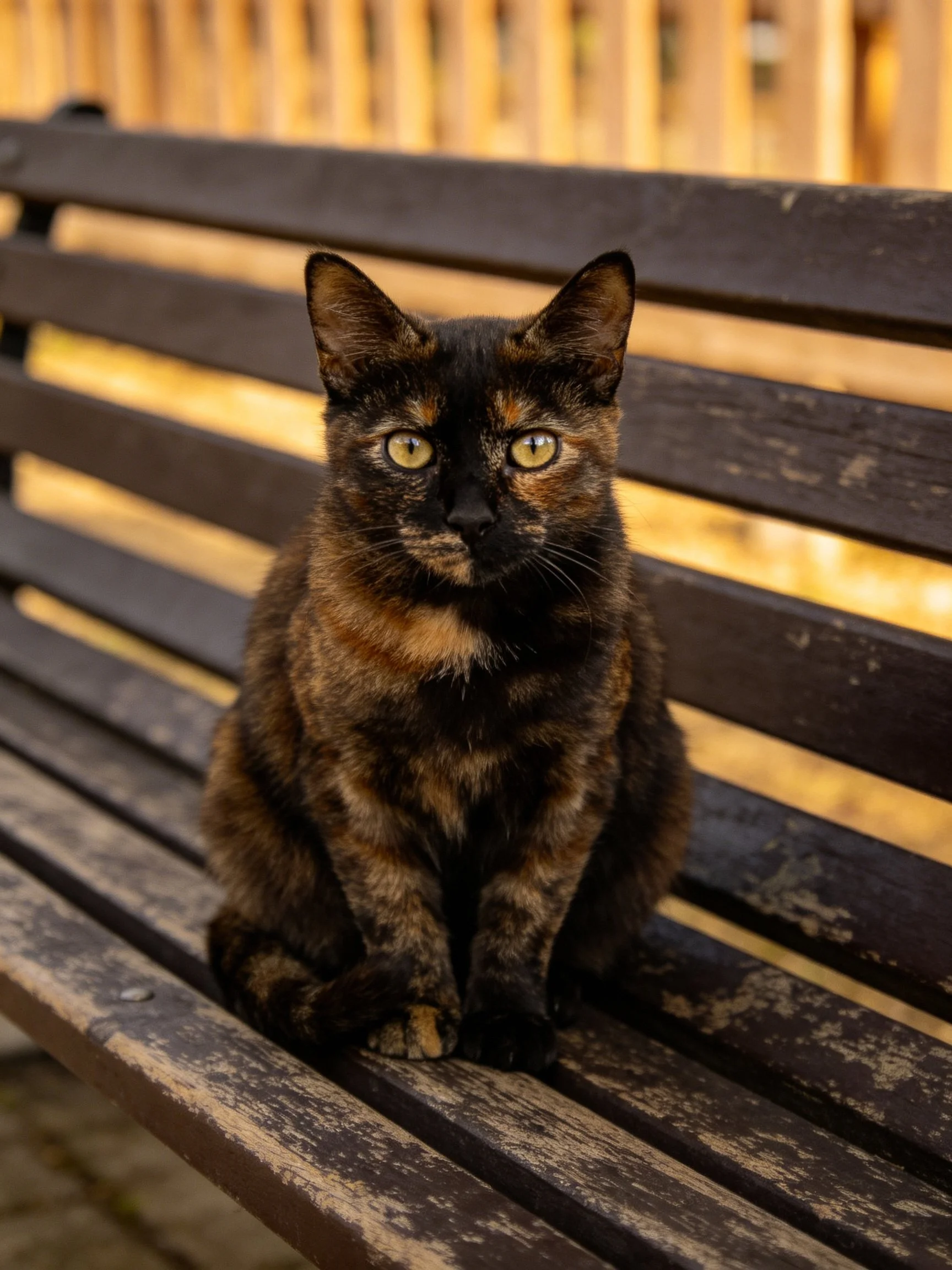 A tortoiseshell cat sits calmly on an aged wooden bench