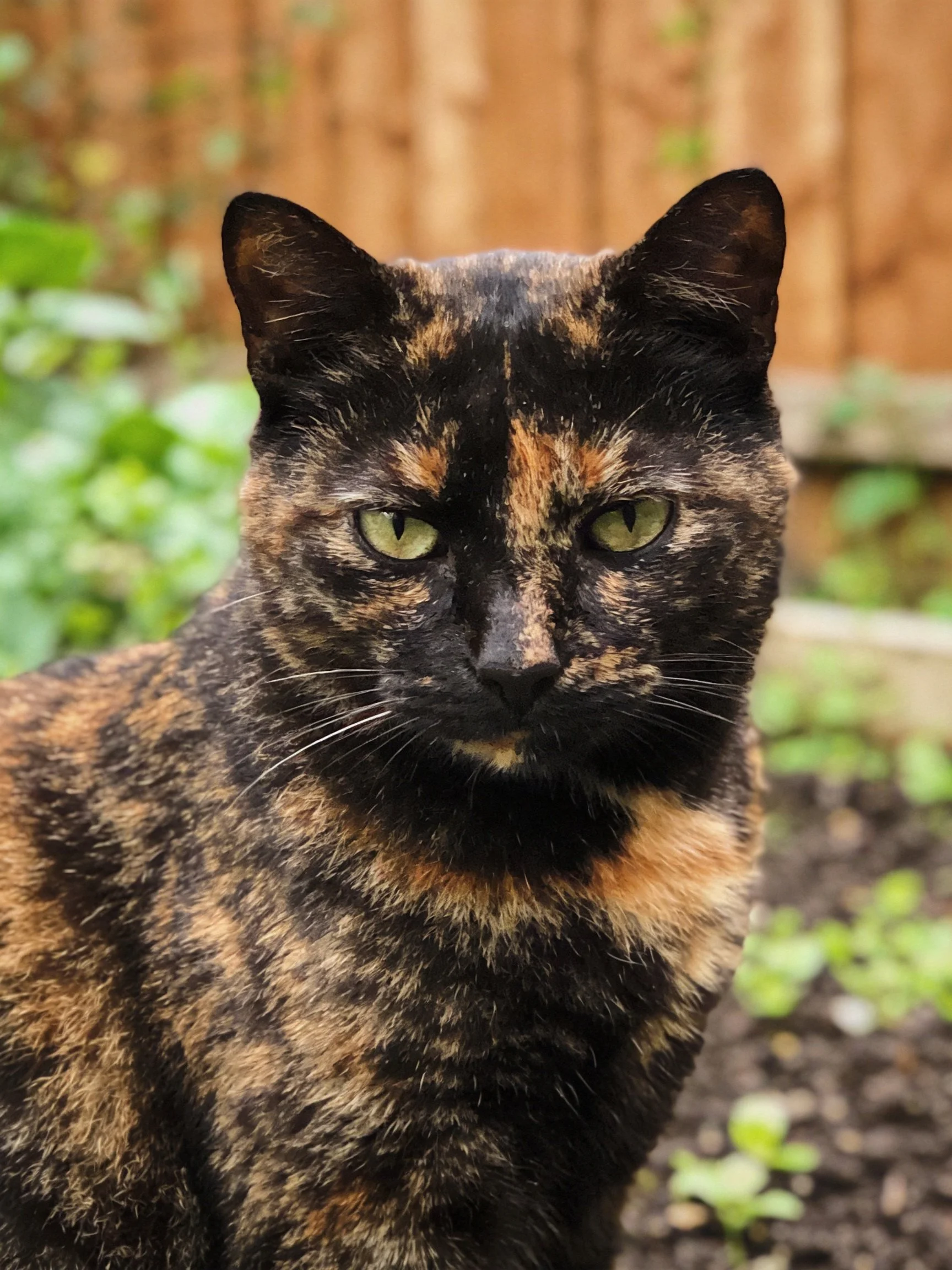 A tortoiseshell cat with green eyes is positioned outdoors near vegetation.