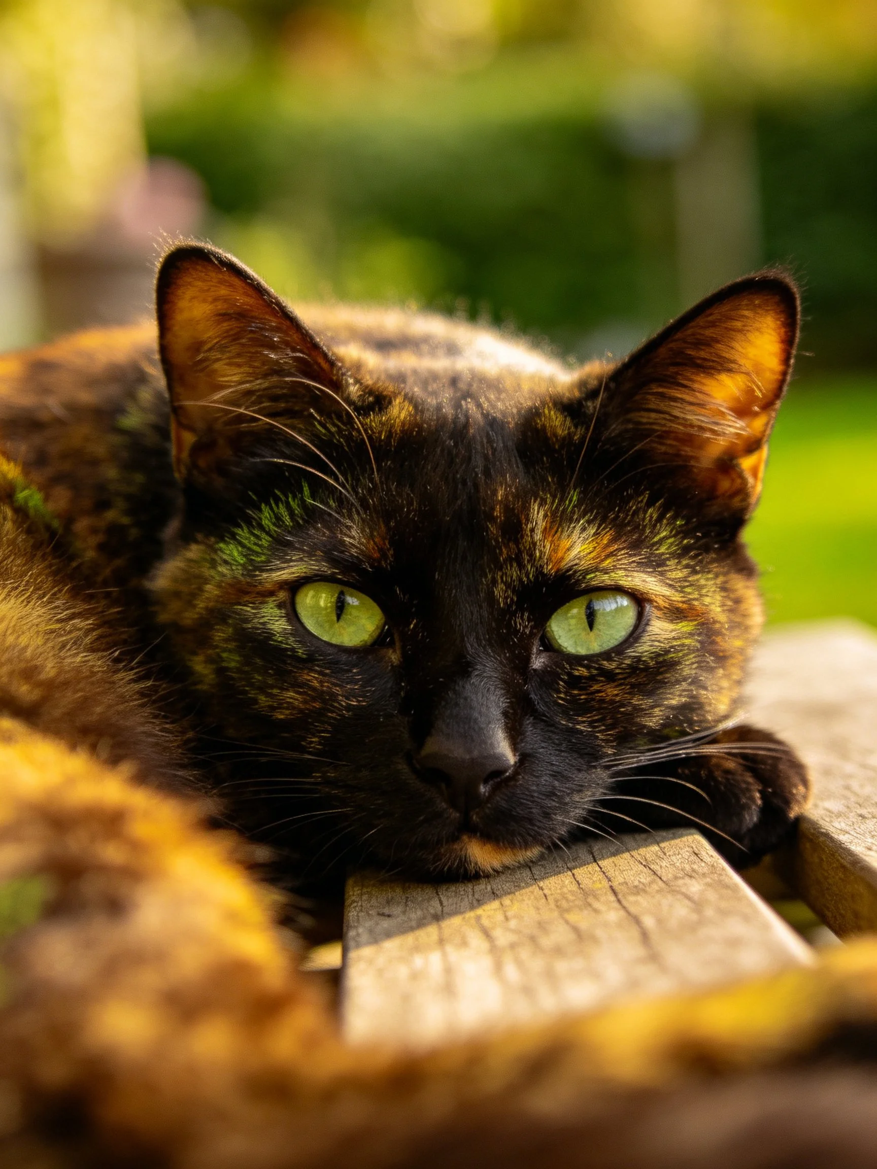 A tortoiseshell cat with green eyes relaxes on wood in an outdoor setting