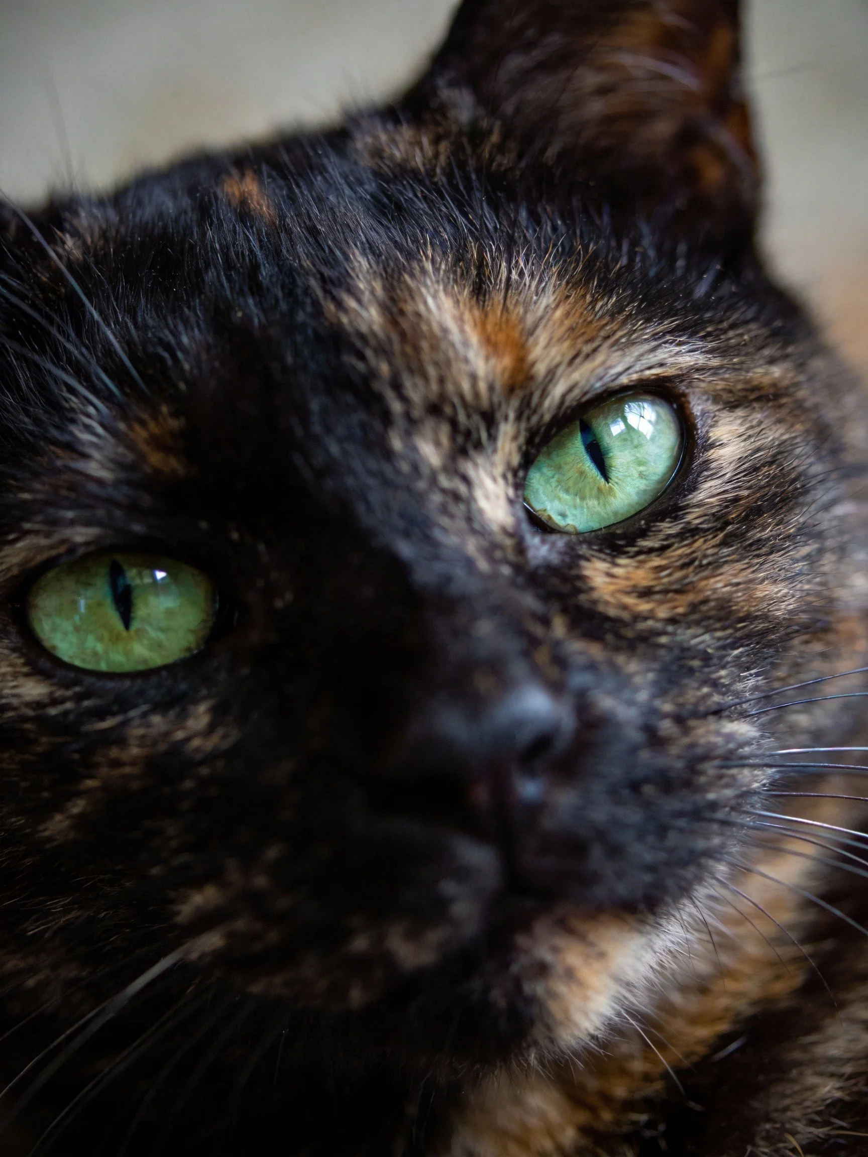 A close-up of a tortoiseshell cat with striking green eyes and textured fur