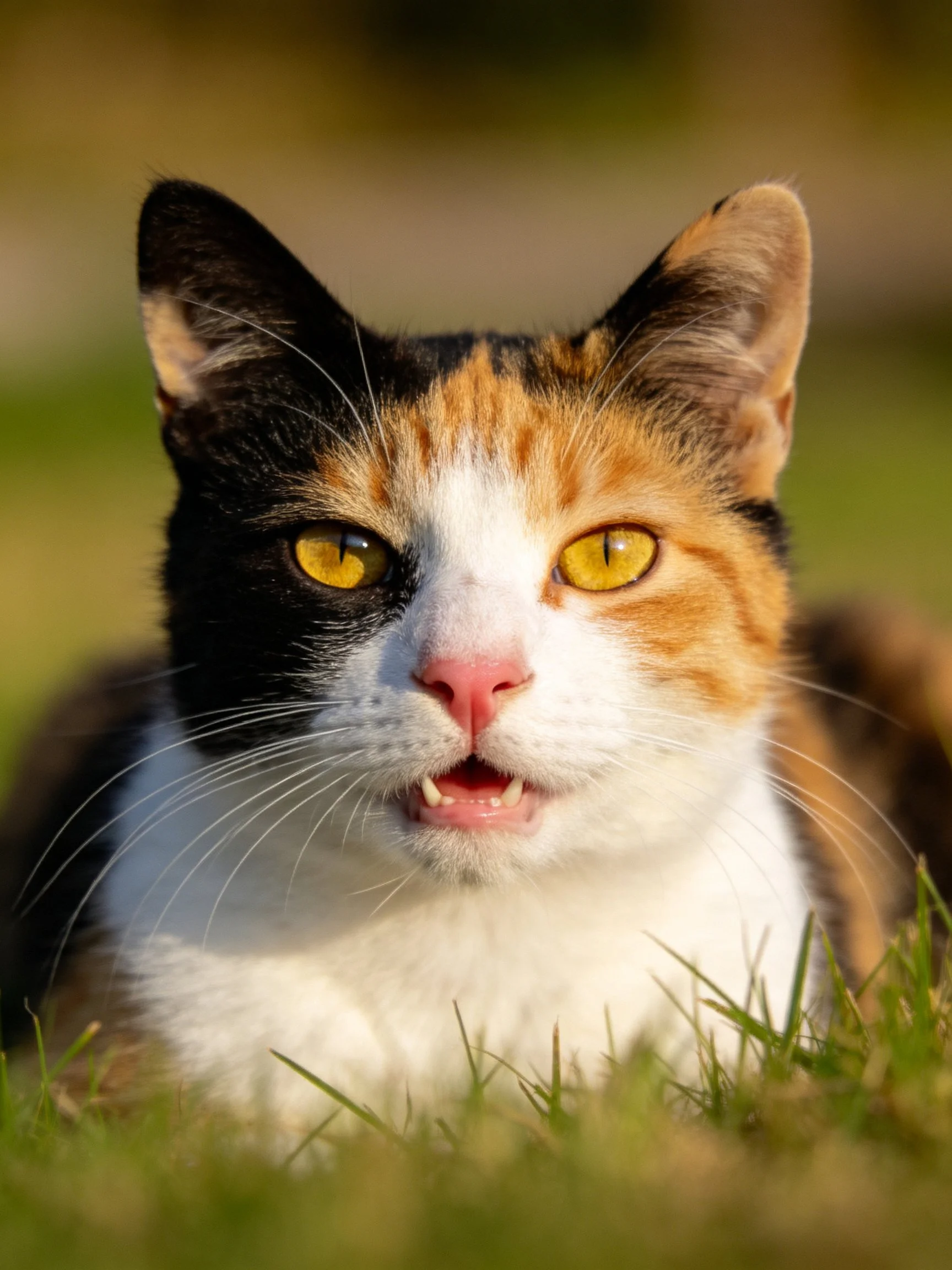 A tri-colored calico cat rests in grass, showcasing vibrant fur and bright eyes.