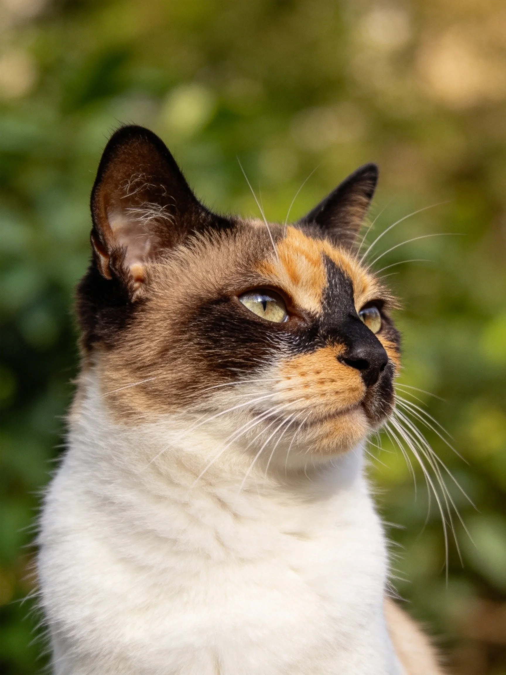 A tricolor cat gaz distinct colored fur gazes outdoors.