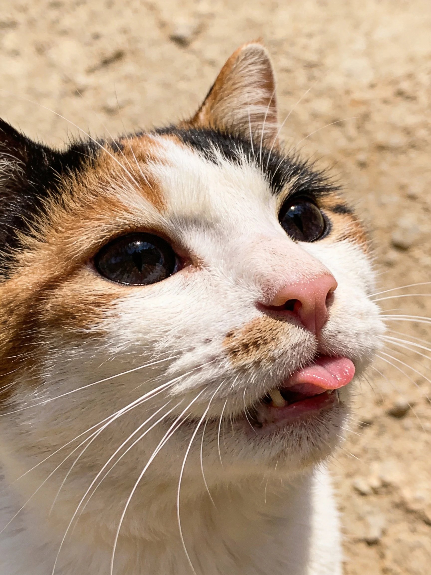 A close - up of a tricolor cat sticks out its tongue
