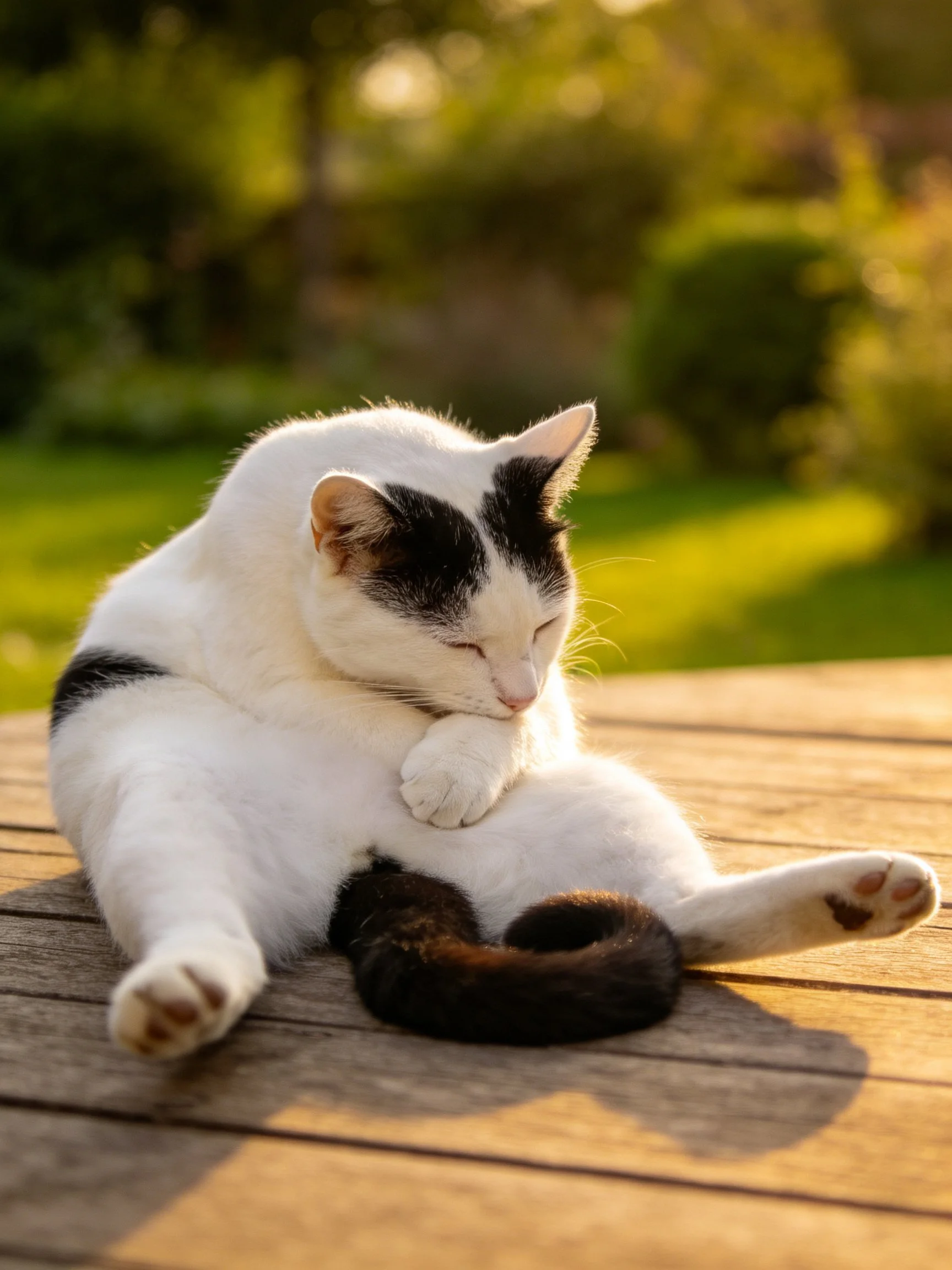 A white and black cat grooming itself on a wooden deck in golden sunlight