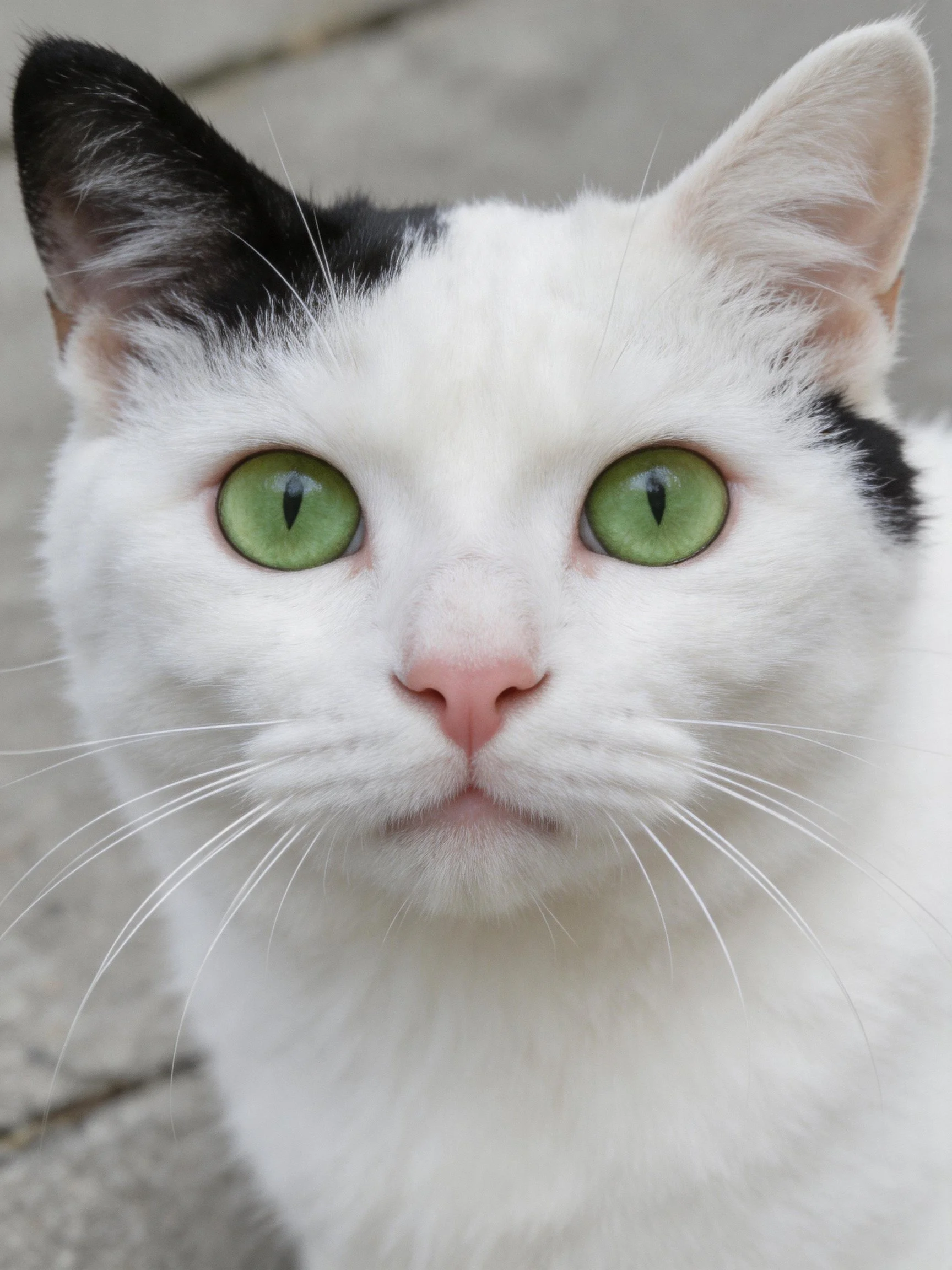 A close-up of a white and black cat with striking green eyes.