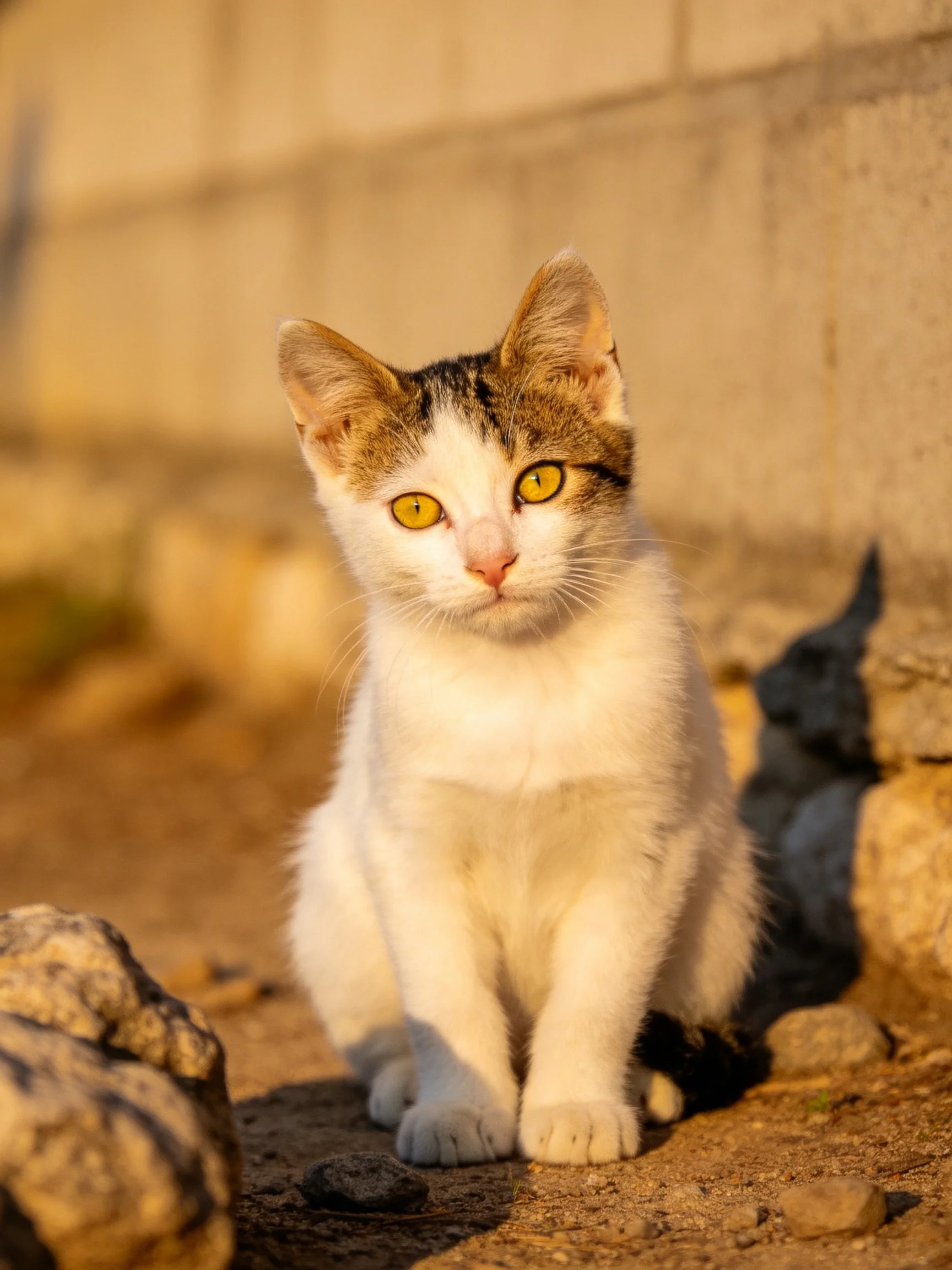 A white and brown calico kitten sits near stones under warm sunlight