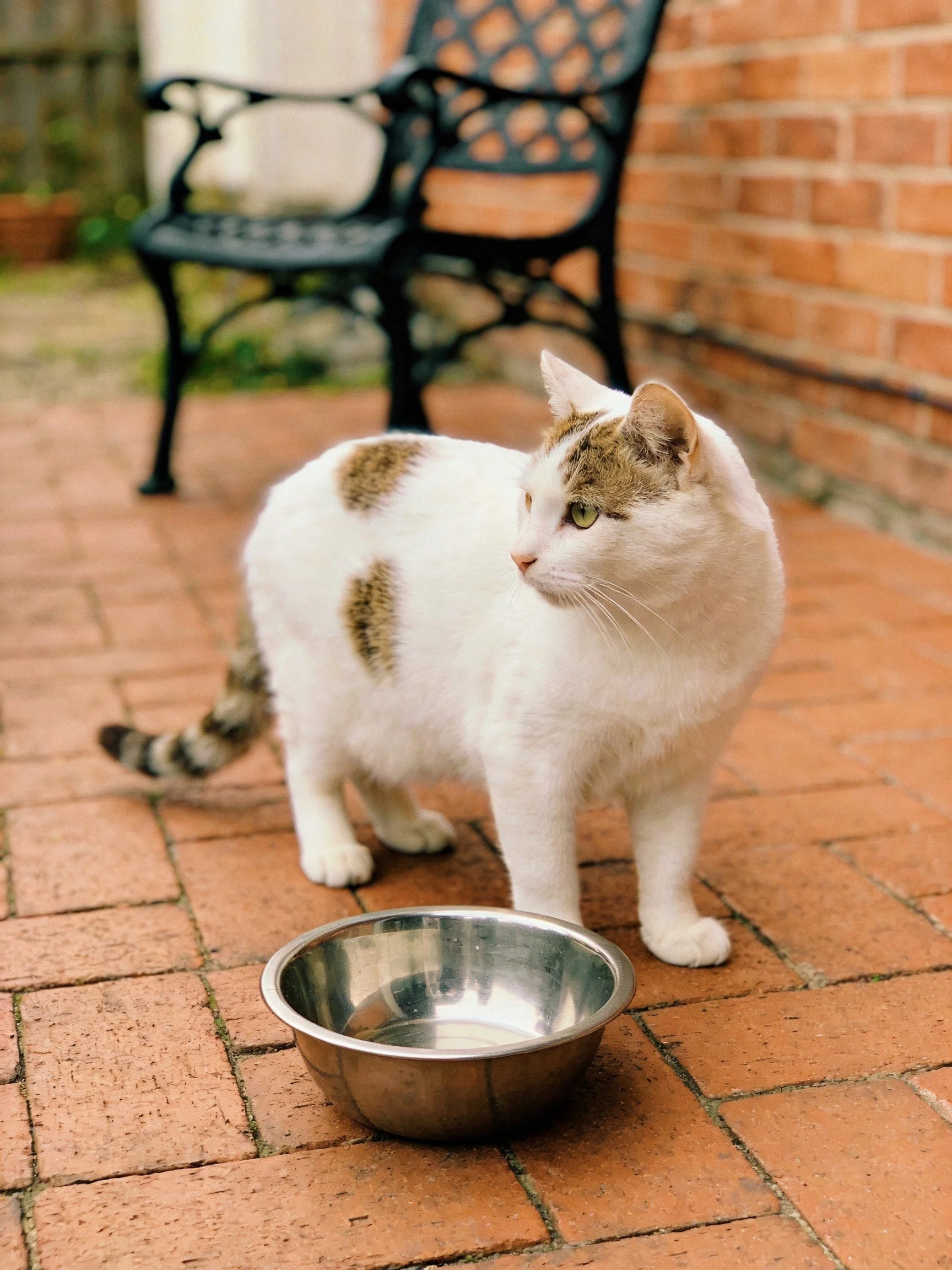 A white and brown cat near metal water bowl on brick patio