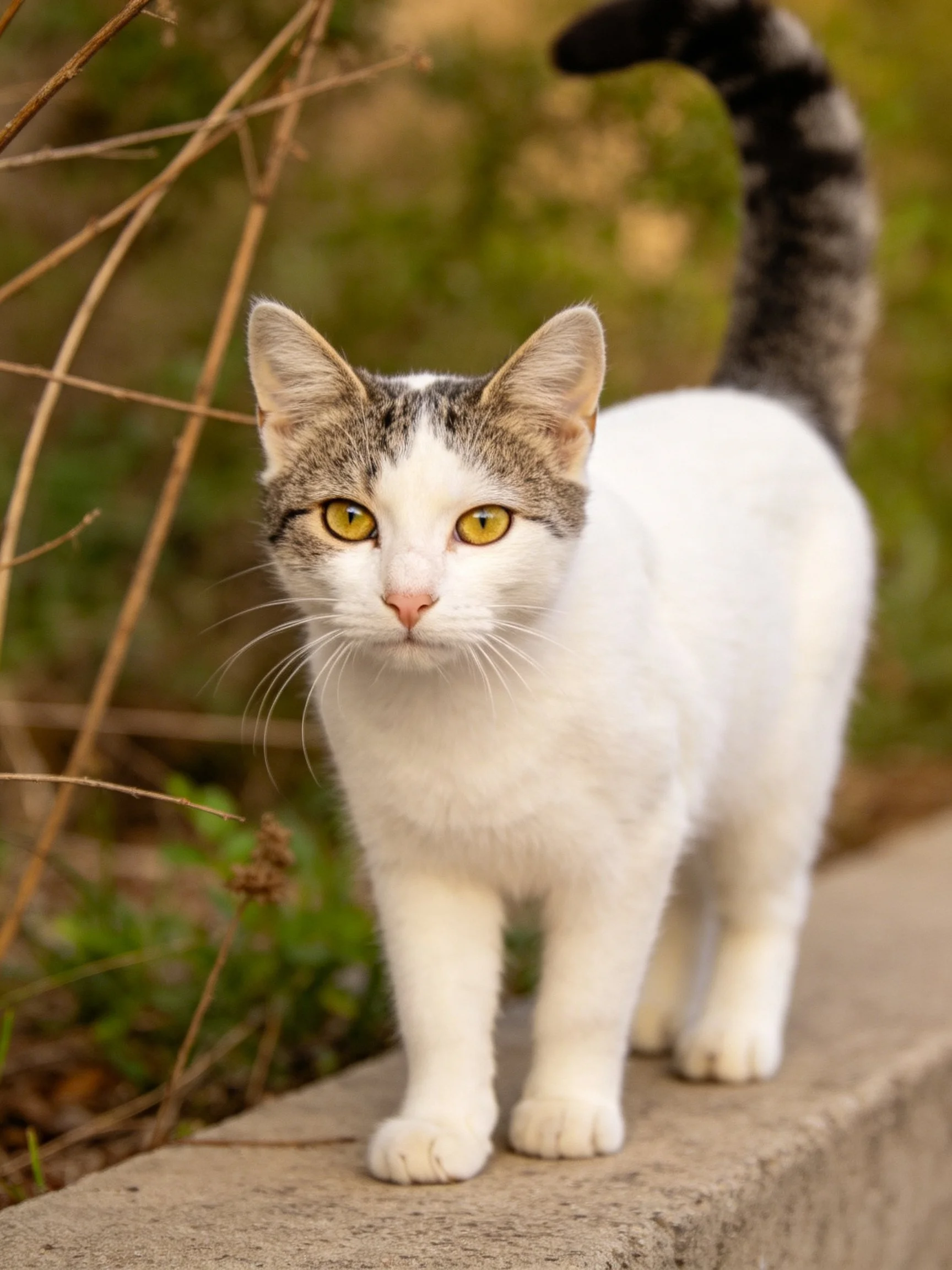 A white and gray cat with yellow eyes stands on a concrete ledge amid greenery.