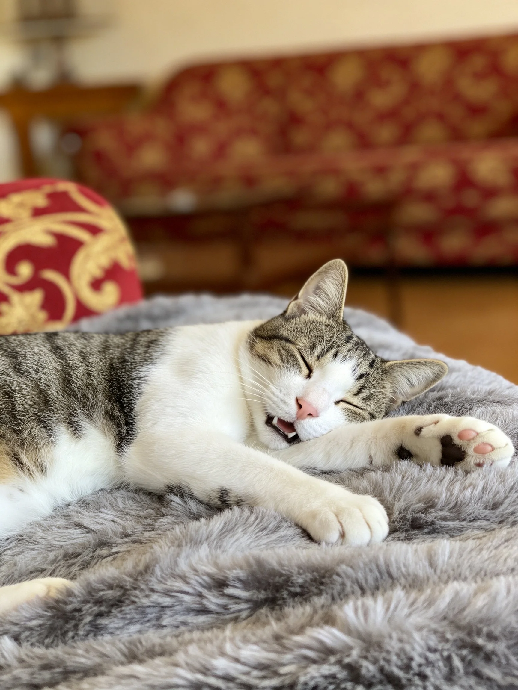 A white and gray tabby cat naps on a plush gray blanket near a red patterned sofa