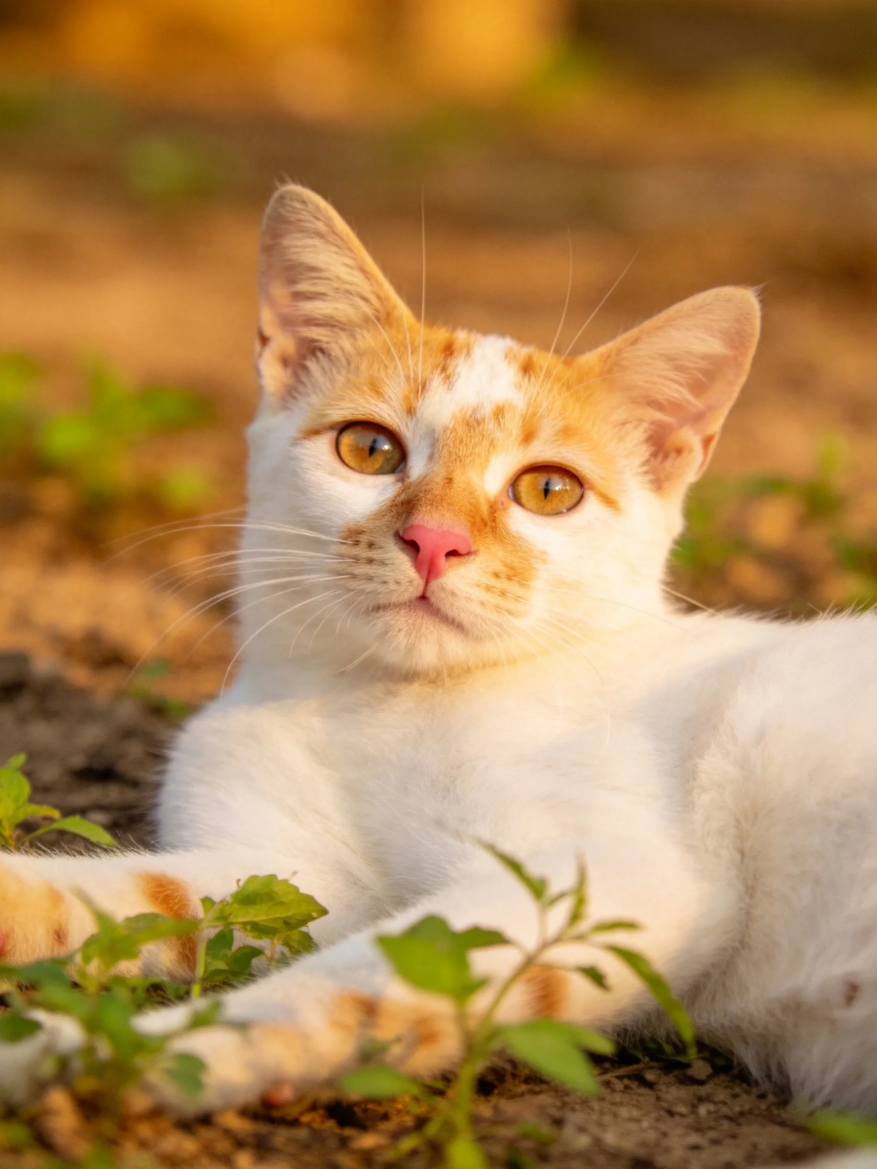 A white and orange kitten relaxes among small plants in a sunlit outdoor setting.