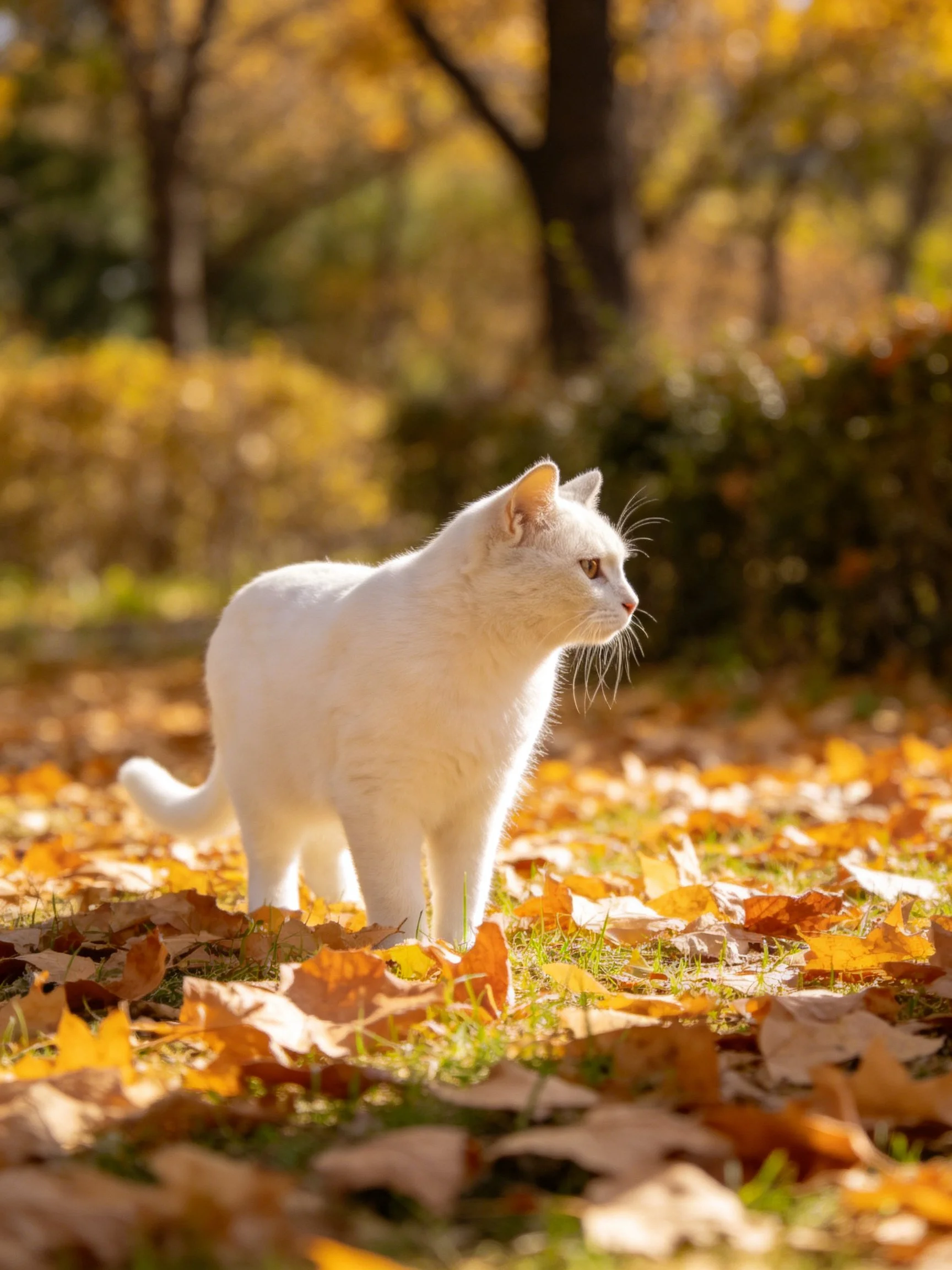 A white cat explores golden autumn leaves in a sunlit park