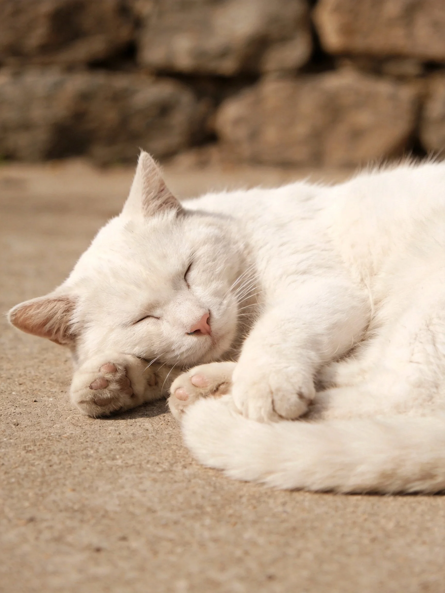 A white cat napping on a smooth concrete surface near a stone wall