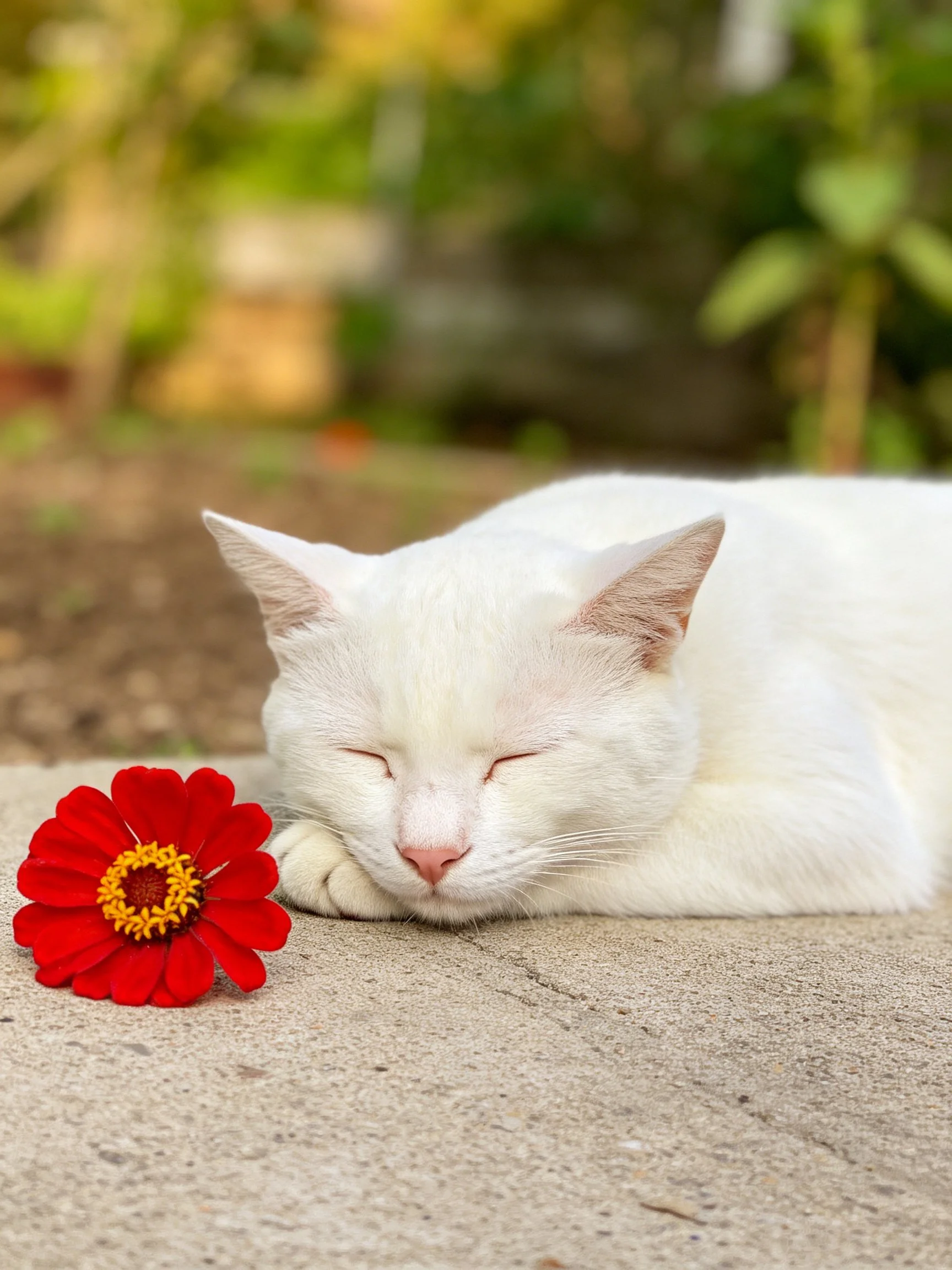 A white cat naps beside a bright red flower on pavement