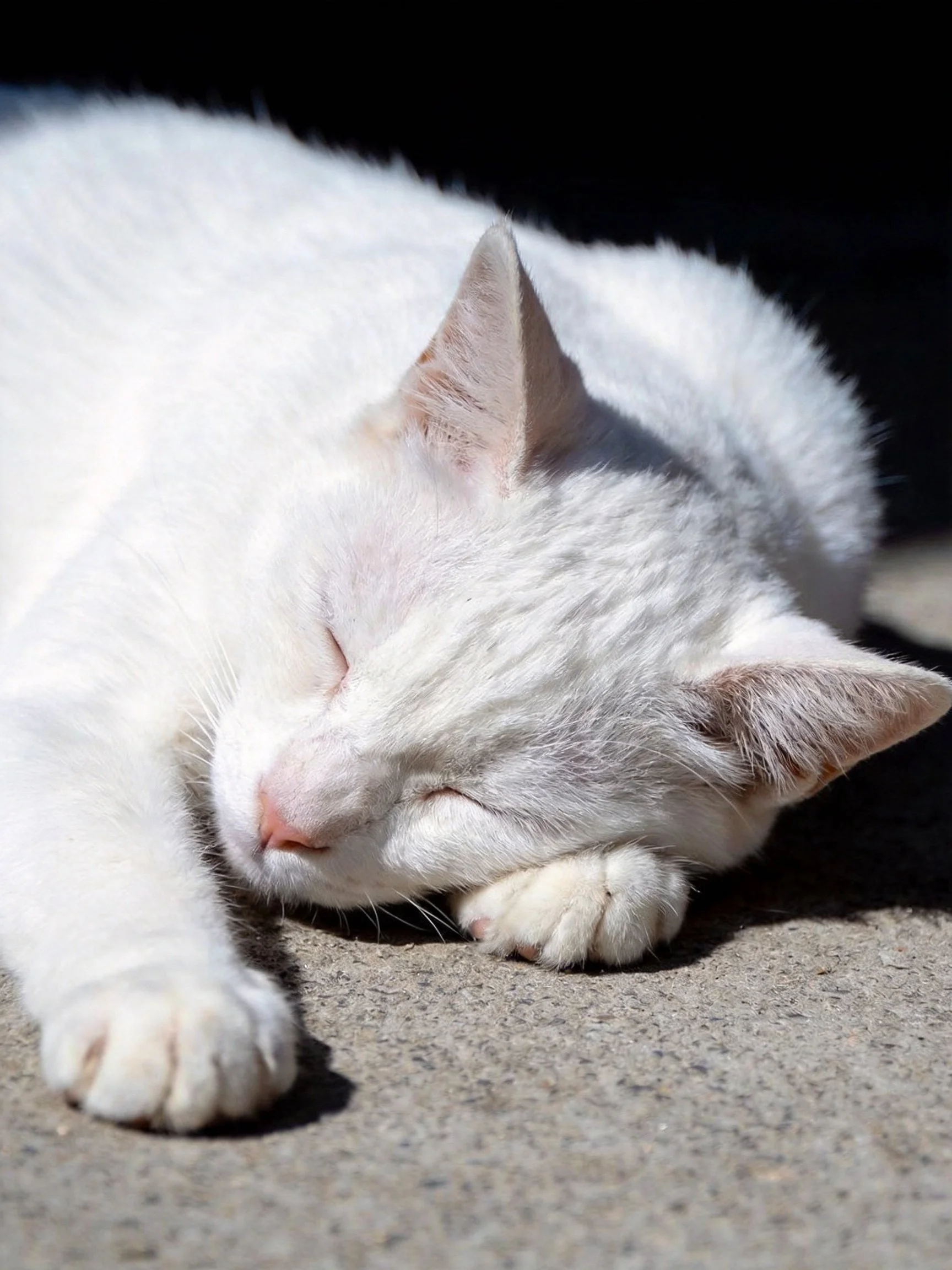 A white cat peacefully resting on a concrete surface