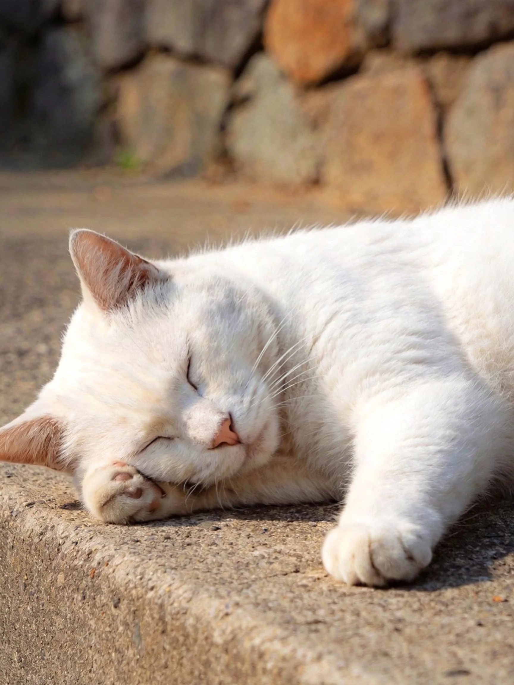 A white cat peacefully sleeps on a concrete ledge beside a stone wall