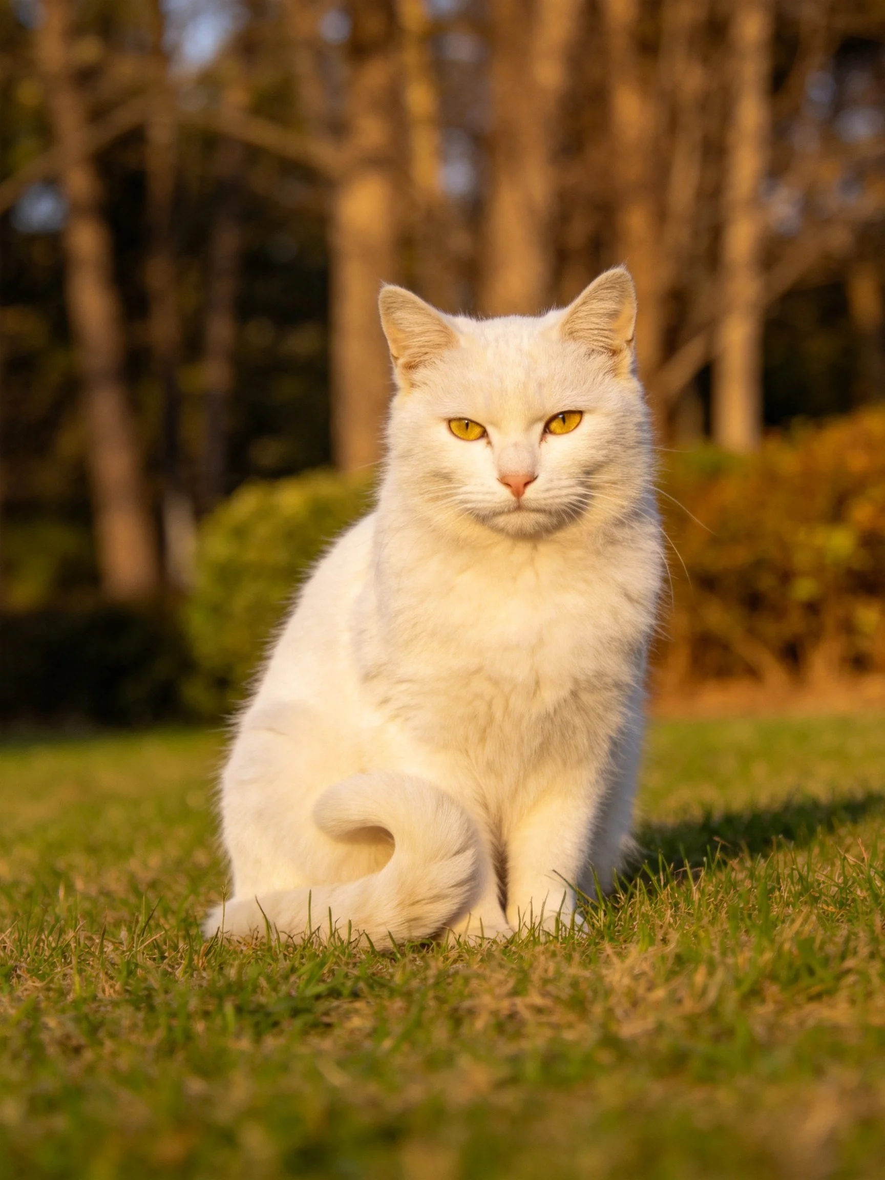 A white cat sits calmly on grass with trees in the background.