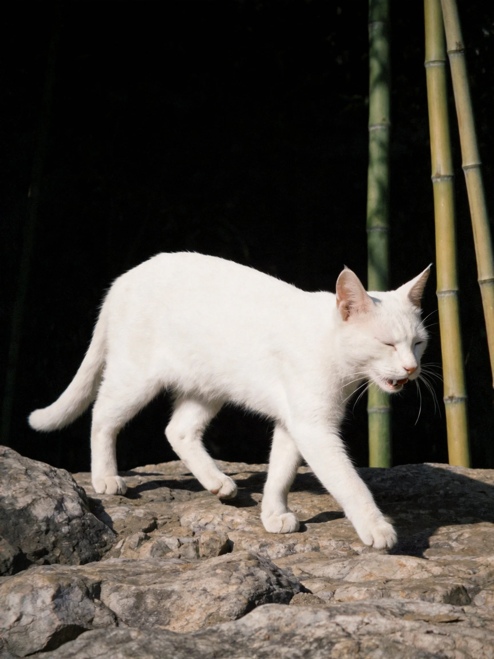 A white cat walks on rocky terrain near tall bamboo stalks