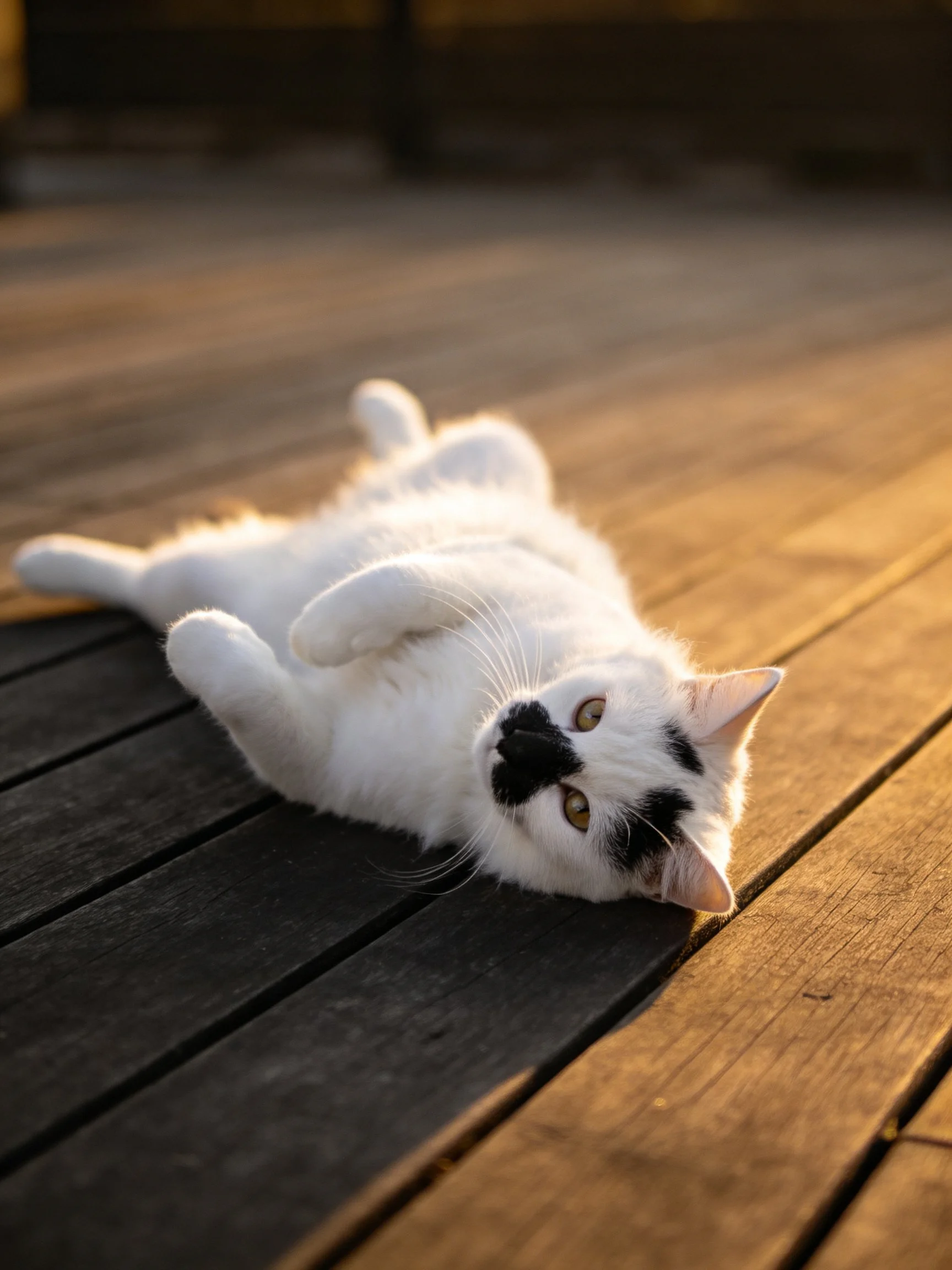 A white cat with black markings lies on wooden planks in warm light
