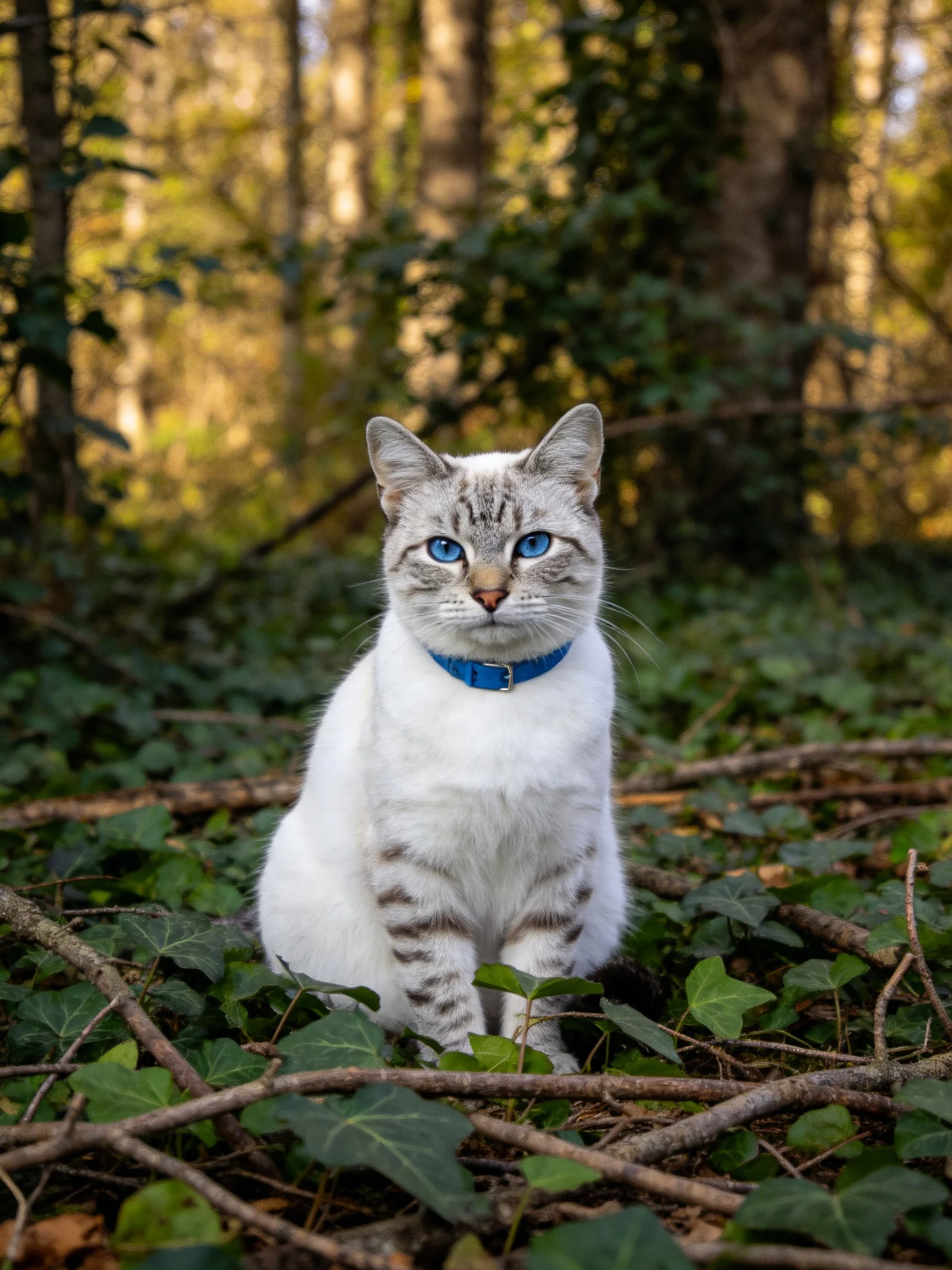 A white cat with blue eyes sits calmly in a sunlit forest