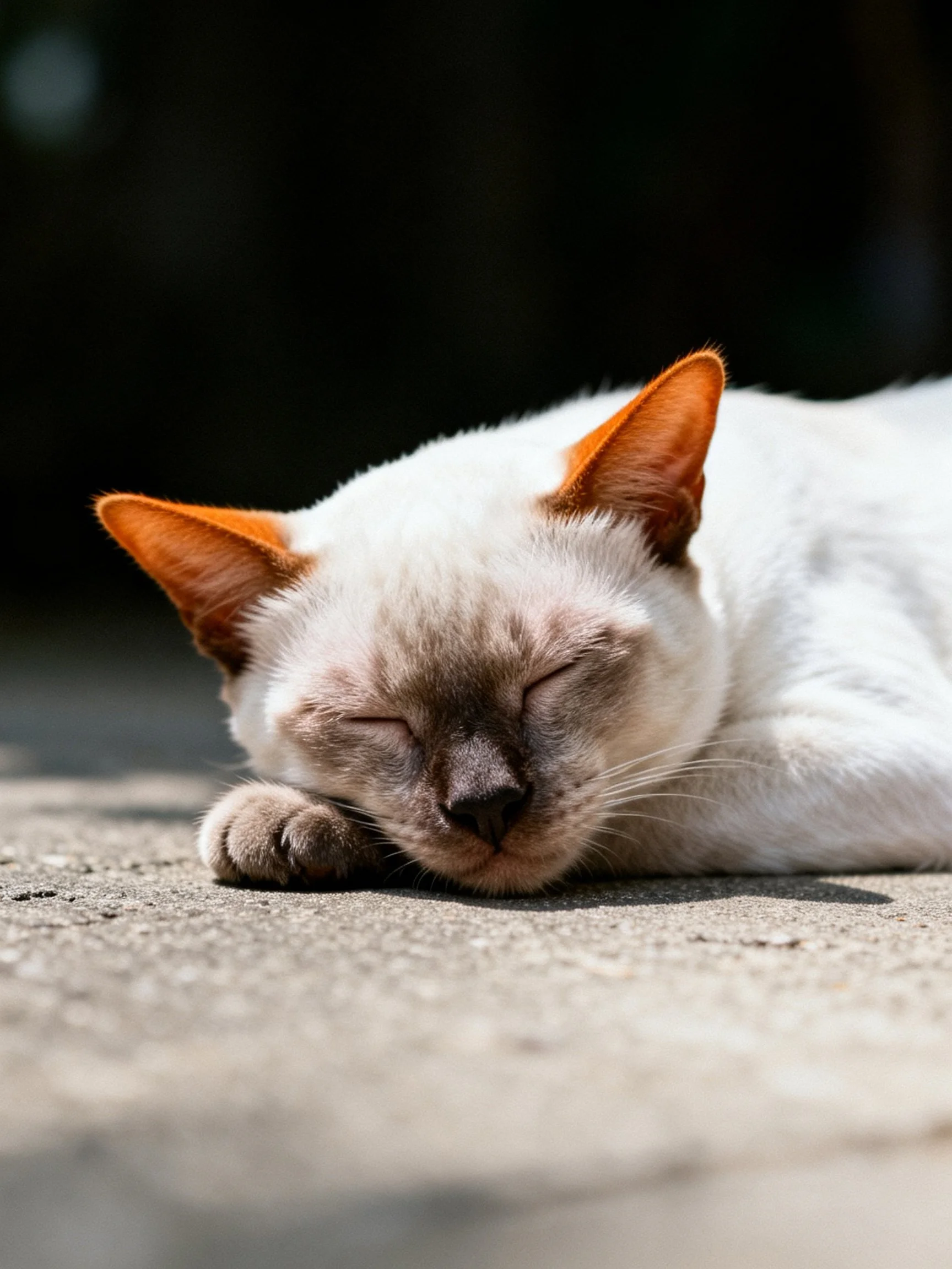 A white cat with orange ears sleeps on a concrete surface