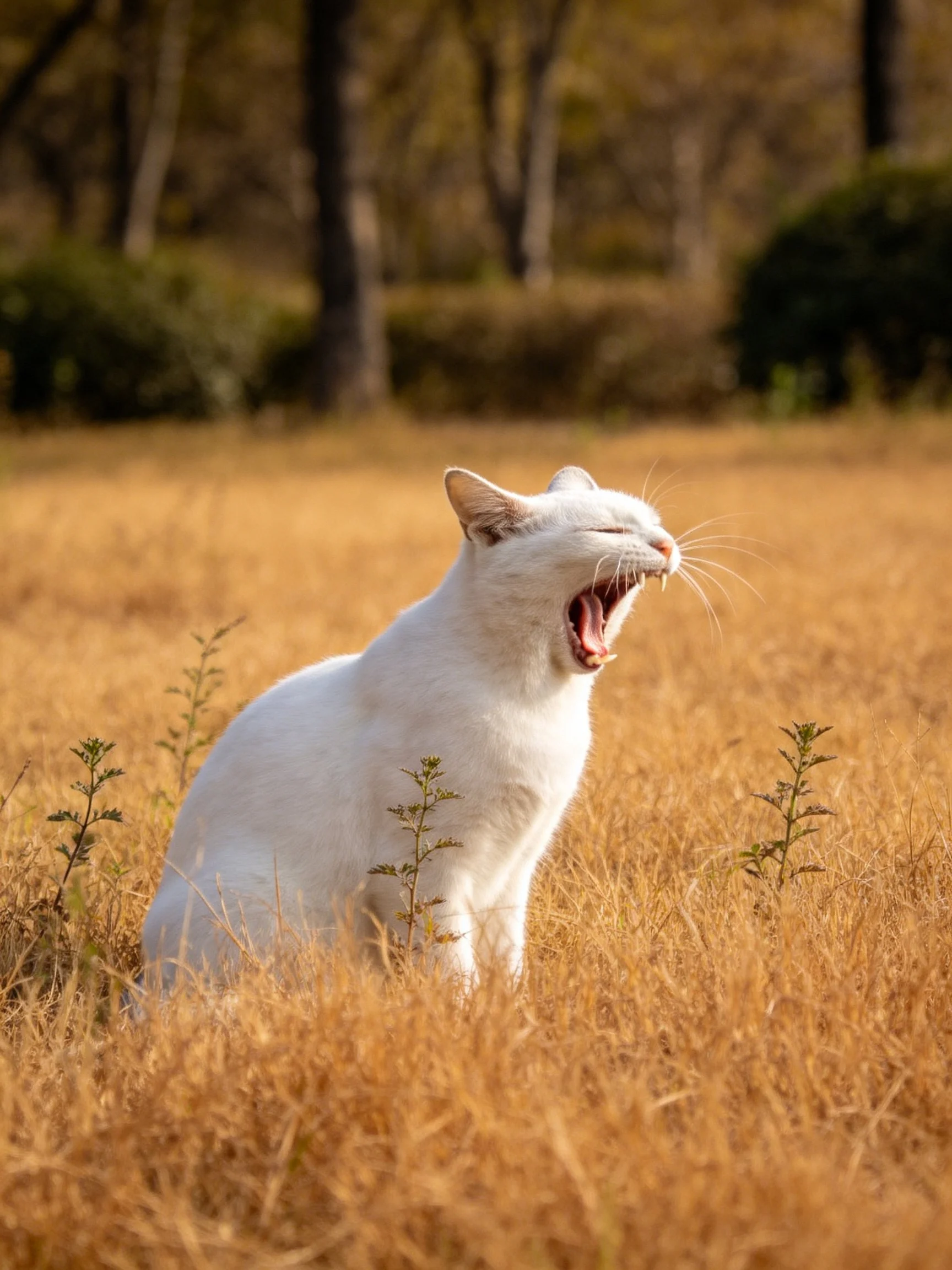 A white cat yawns in a golden field with trees in the distance