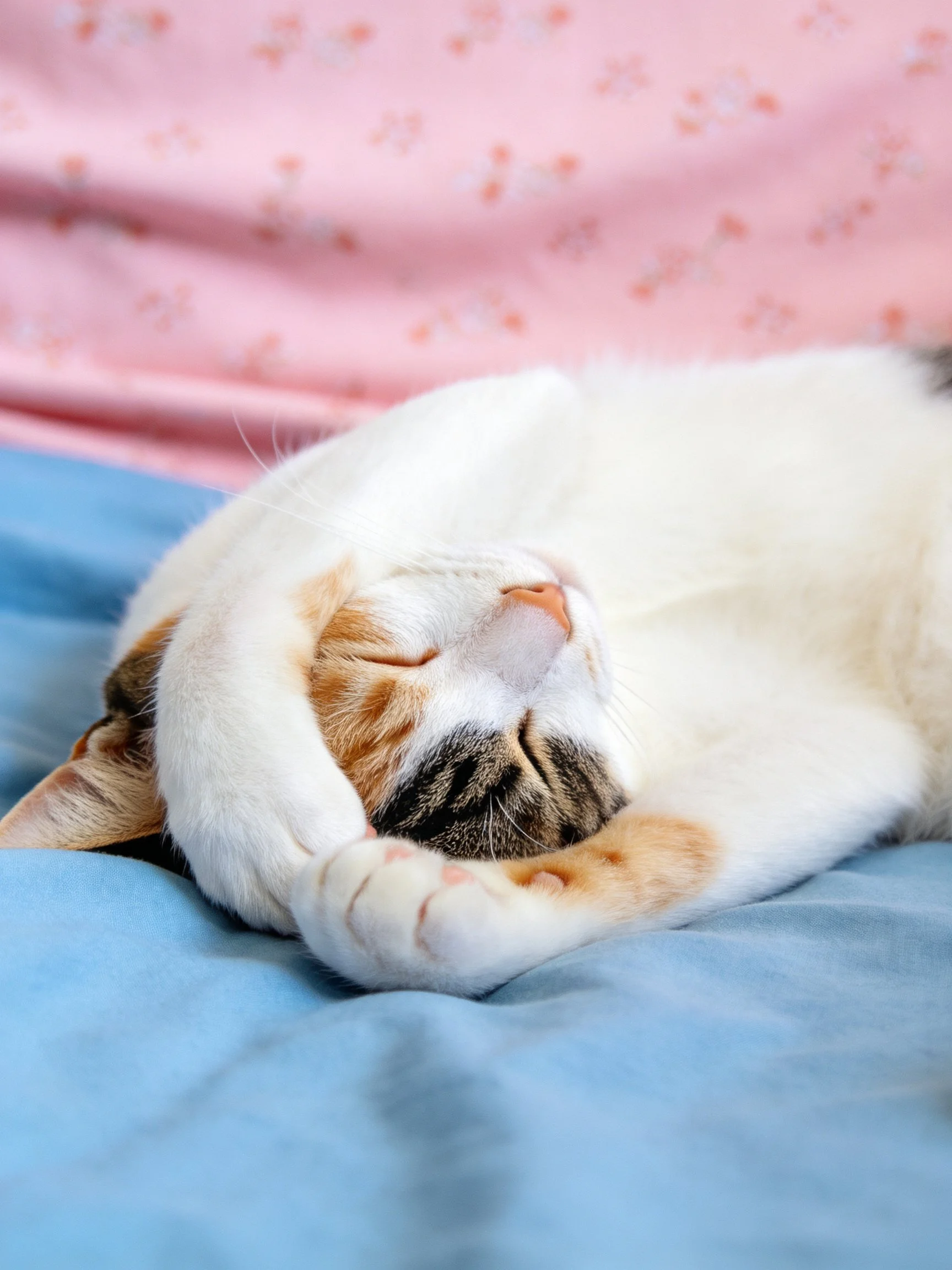 A calico cat rests on blue fabric with pink floral cloth in the background.