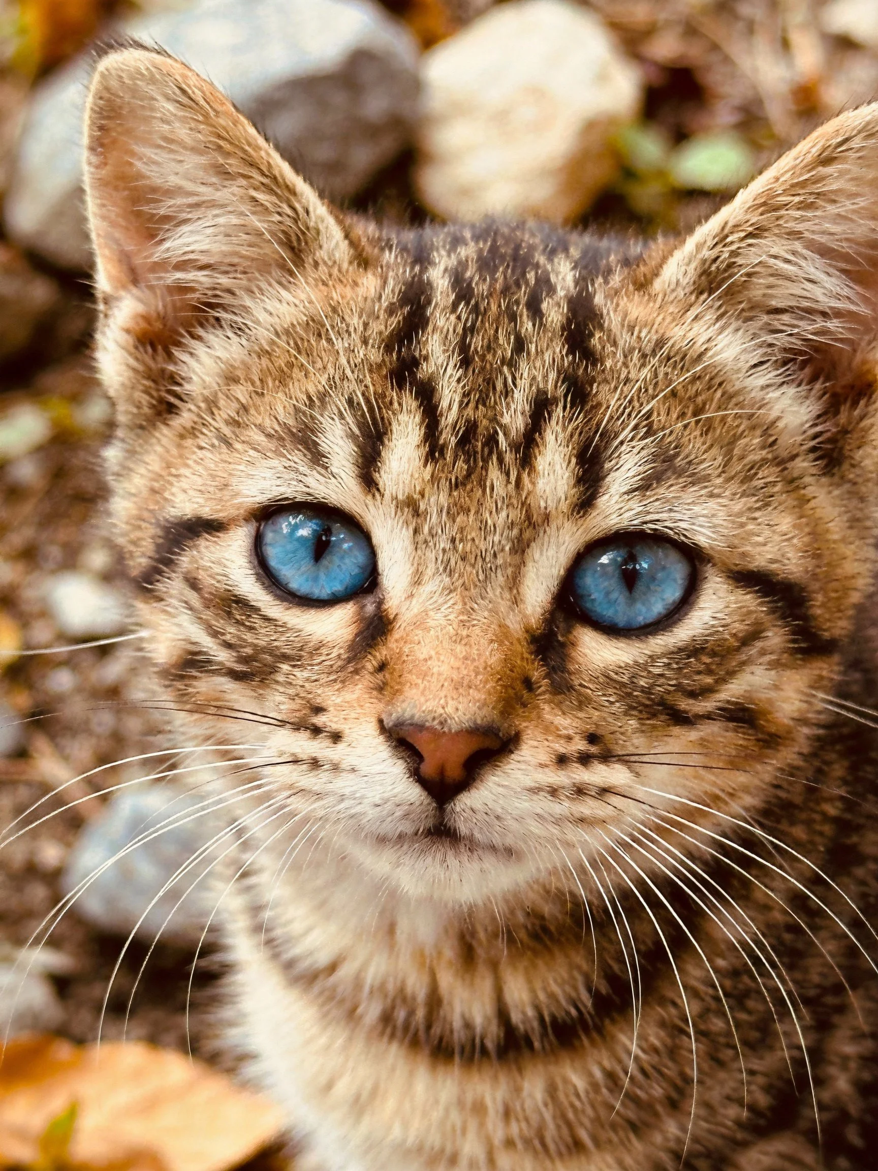 A young tabby kitten with bright blue eyes sits near rocks.